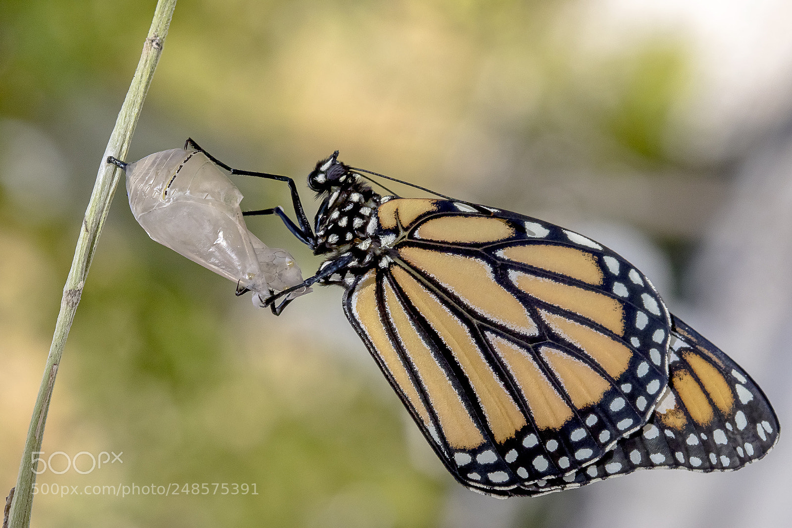 Canon EOS 7D Mark II sample photo. Monarch butterfly photography