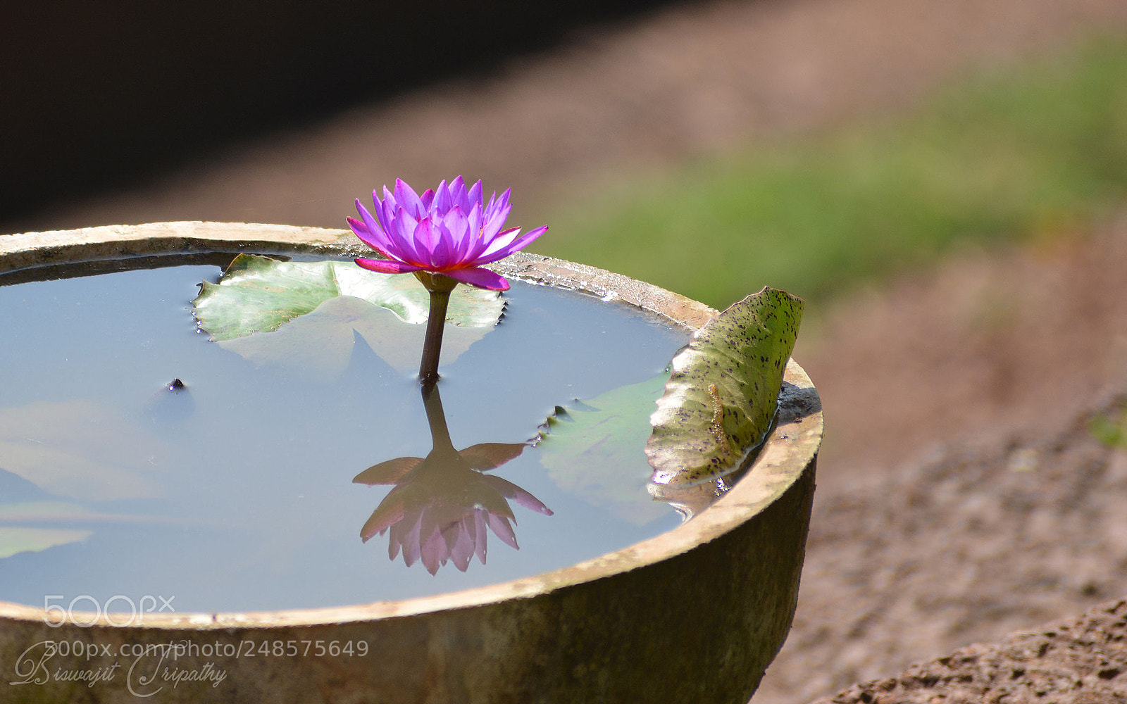 Nikon D7100 sample photo. Water lily photography