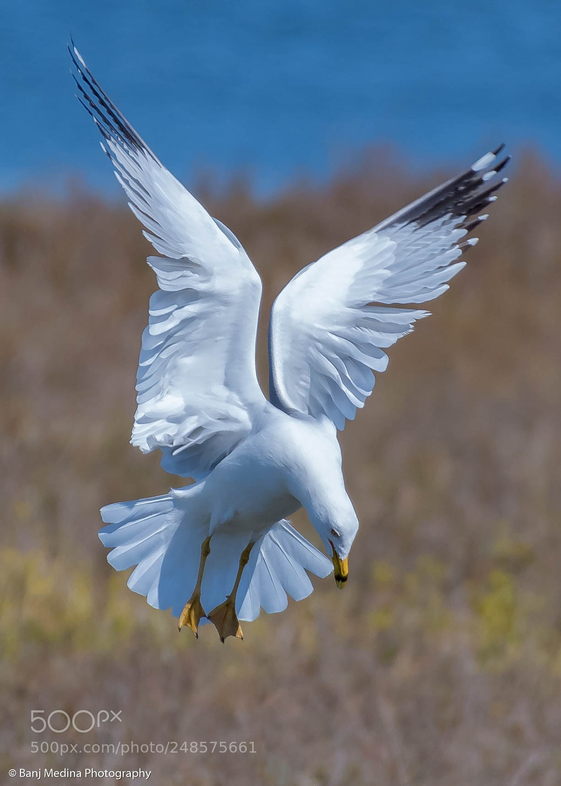 Nikon D500 sample photo. Ring billed gull photography