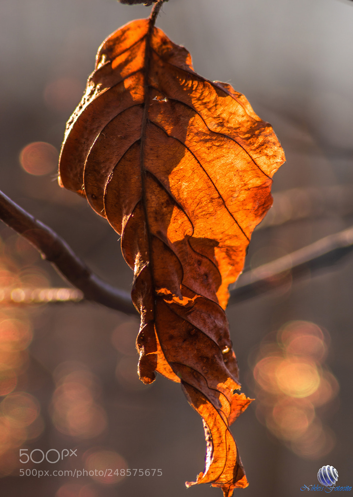 Pentax K-3 II sample photo. Neu beginnen photography
