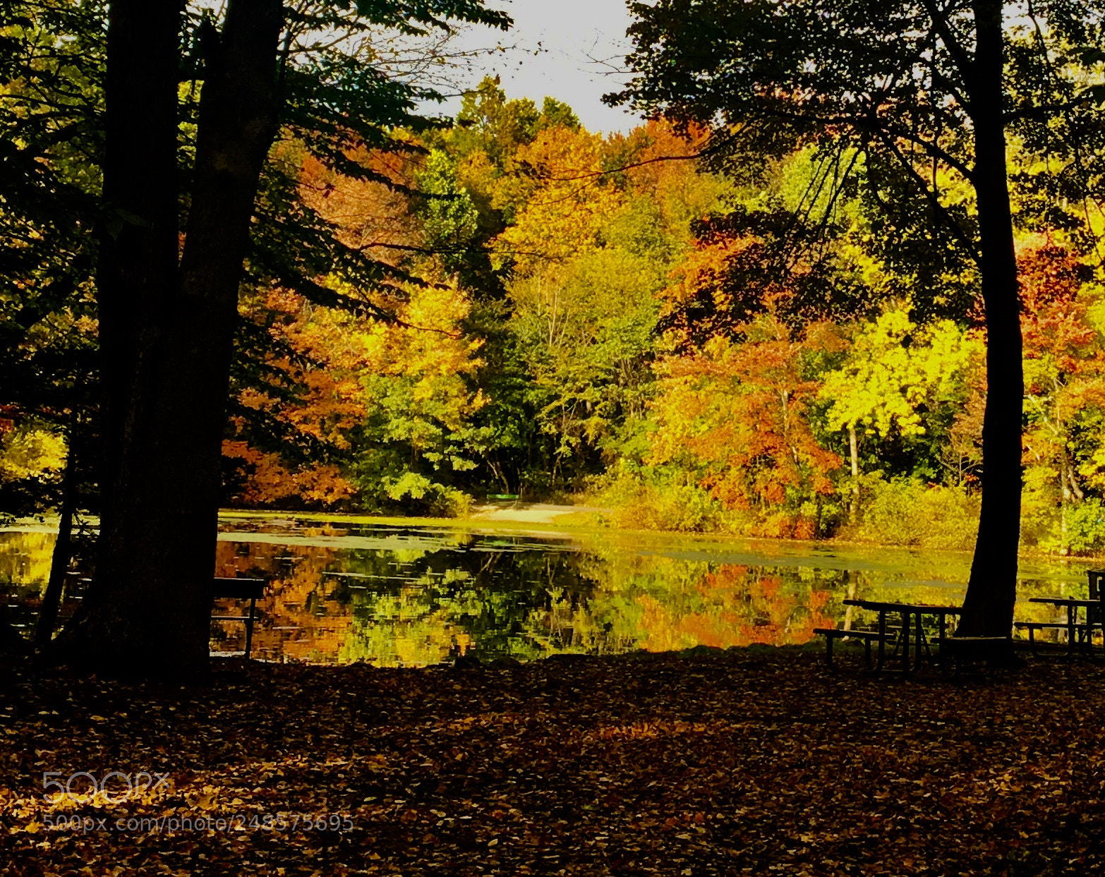 Apple iPhone 6s sample photo. My first fall picture! photography