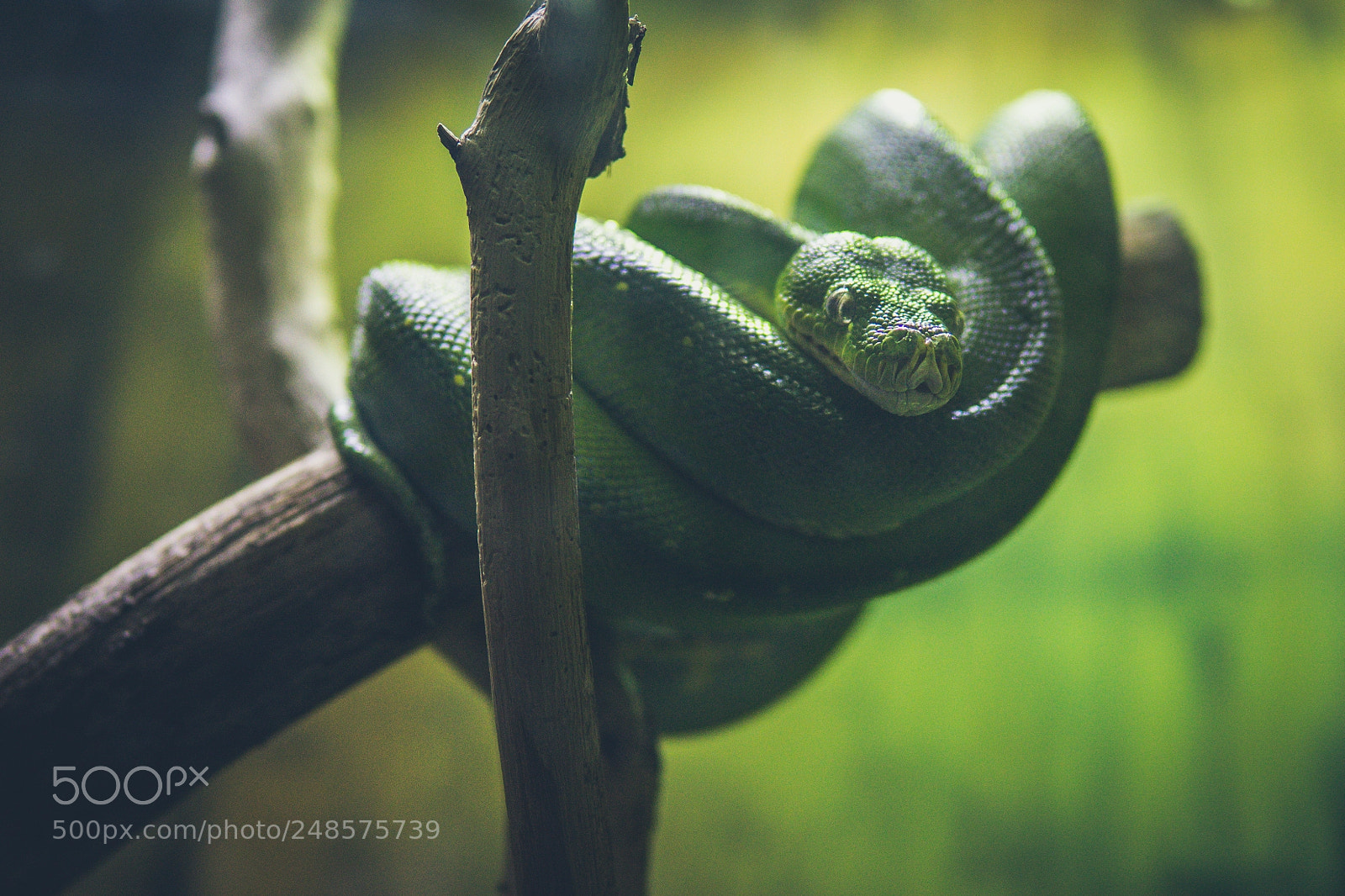 Sony a6000 sample photo. Reptilia photography
