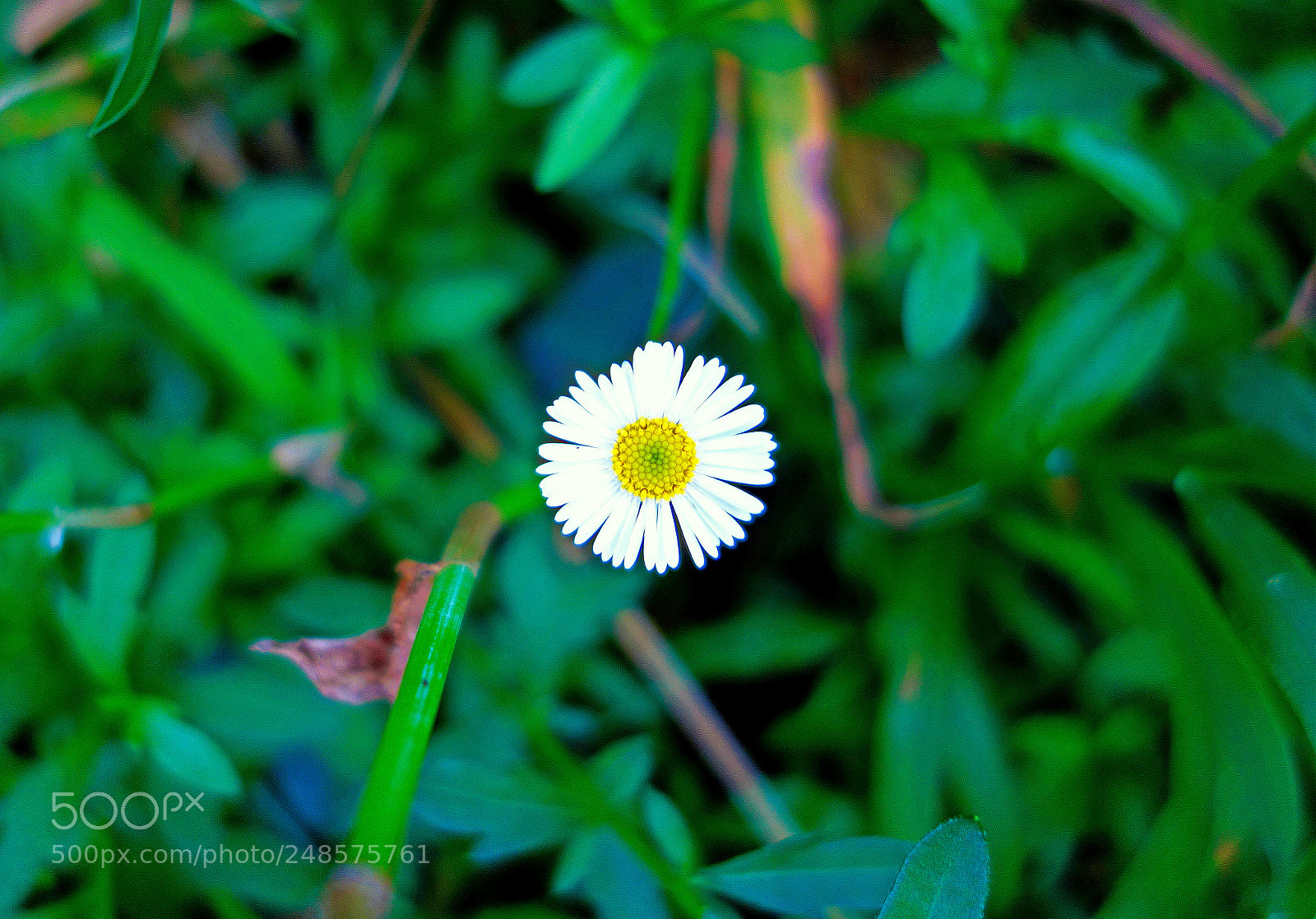 Sony Cyber-shot DSC-RX100 sample photo. Tropical aster photography