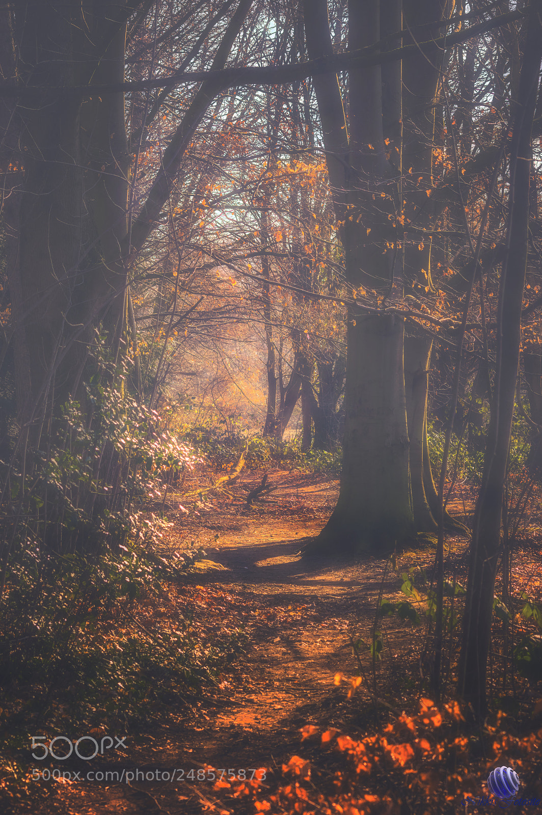 Pentax K-3 II sample photo. Verworrene wege photography
