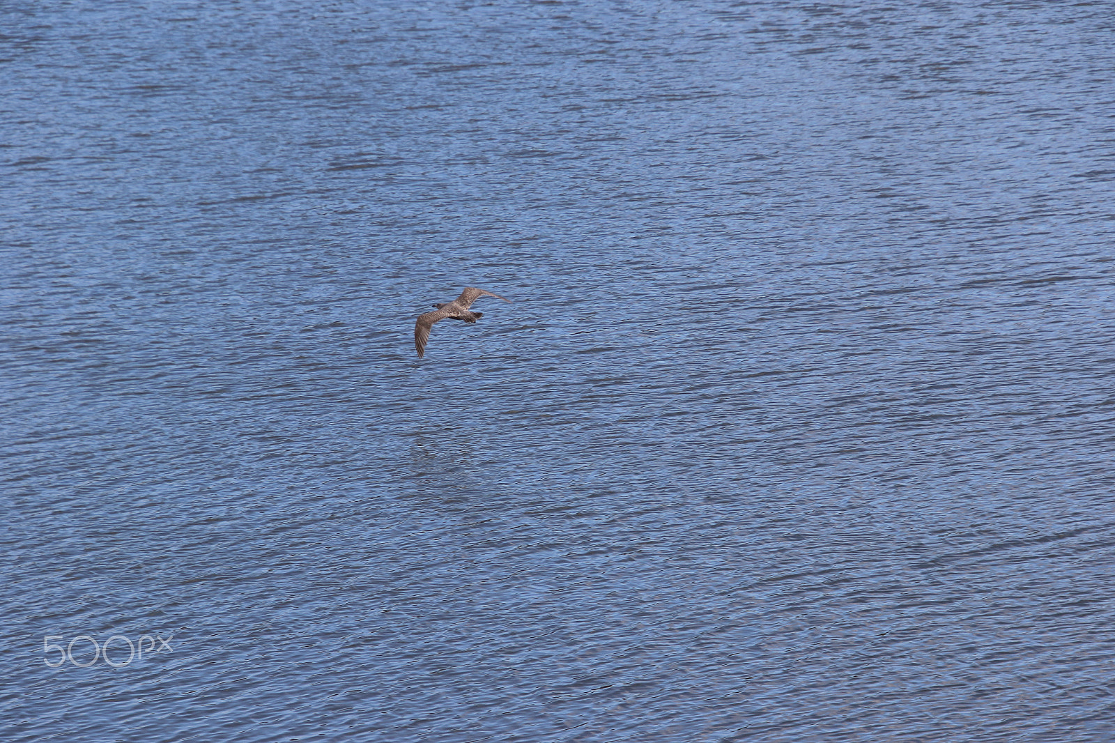 Canon EOS 7D Mark II + Canon EF 300mm F2.8L IS II USM sample photo. In flight.. photography