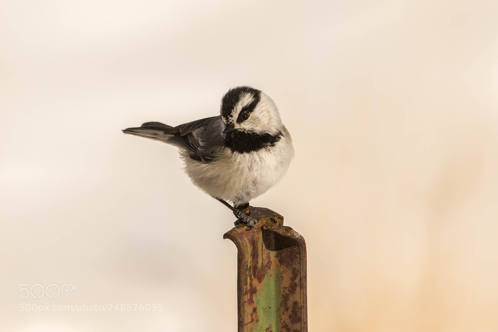 Canon EOS 7D Mark II sample photo. Coy little dude photography