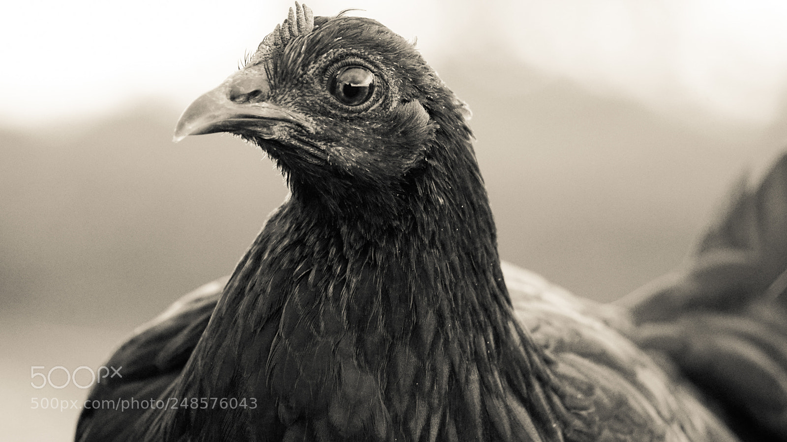 Sony a6000 sample photo. Kula chicken photography