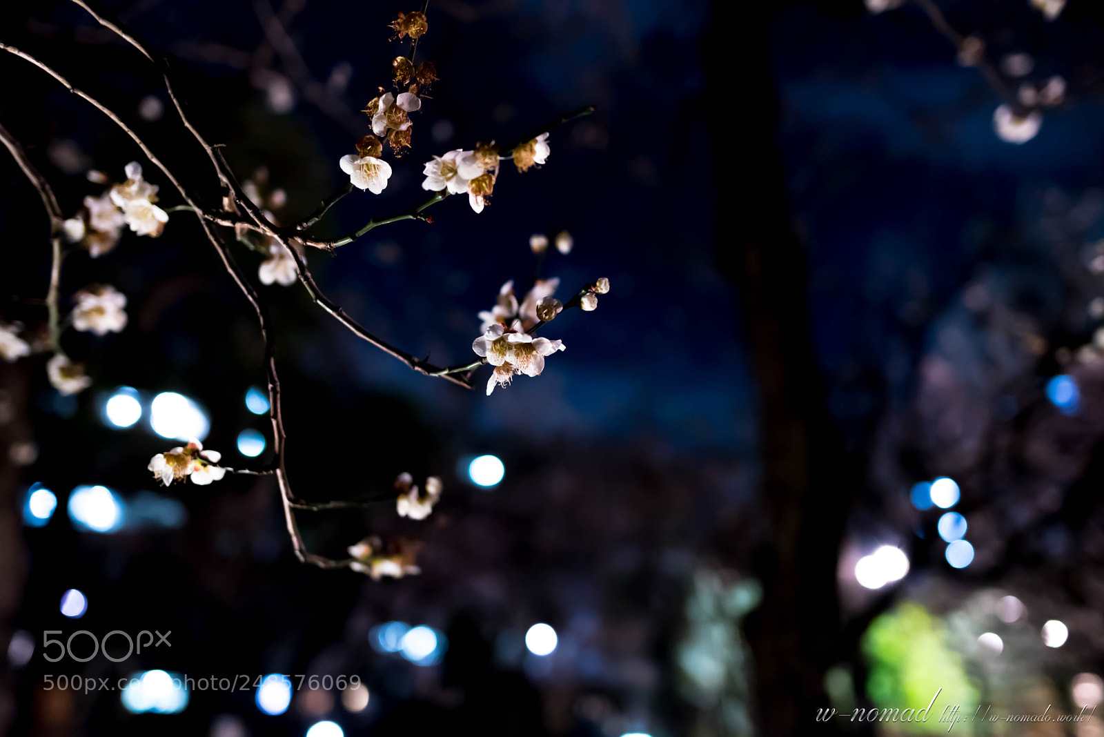 Nikon D750 sample photo. Japanese apricot with the photography