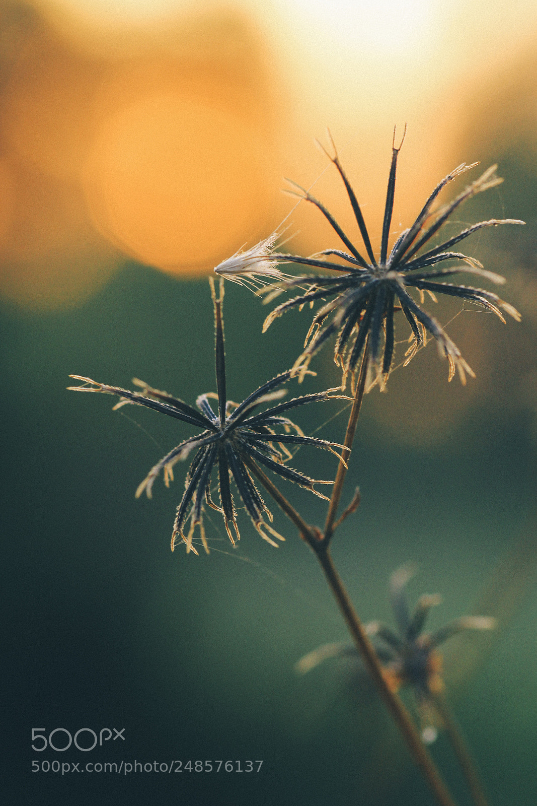 Canon EOS 60D sample photo. Bidens pilosa photography