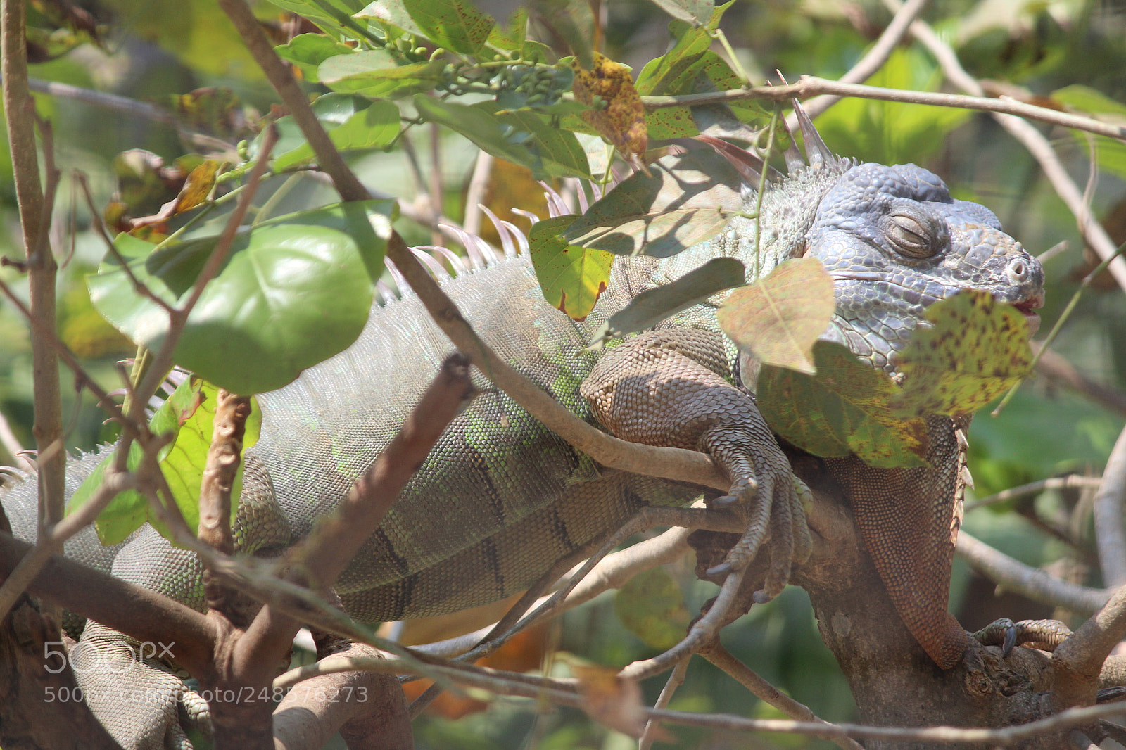 Canon EOS 1300D (EOS Rebel T6 / EOS Kiss X80) sample photo. Lazy iguana photography