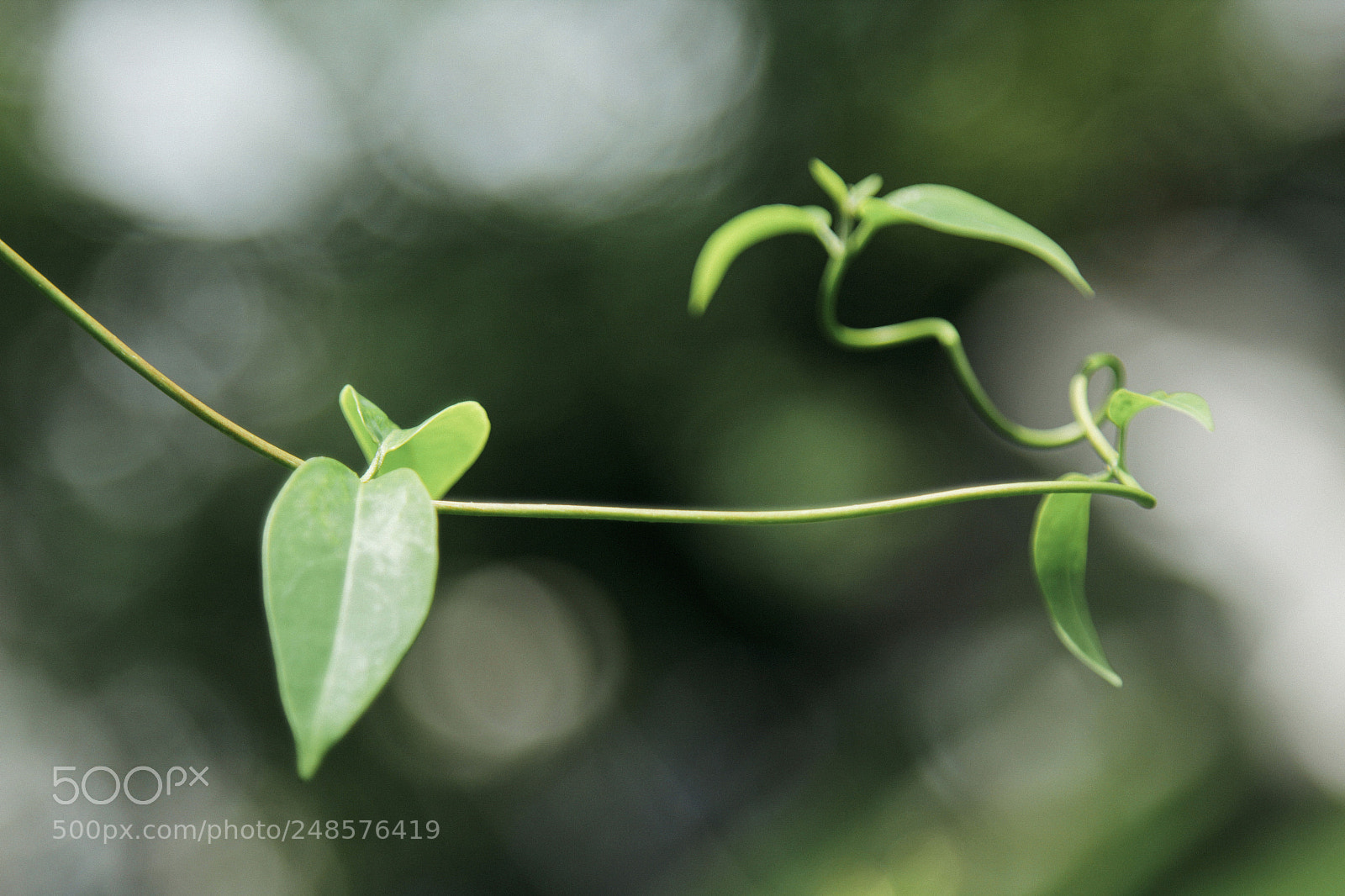 Canon EOS 60D sample photo. Vitality photography