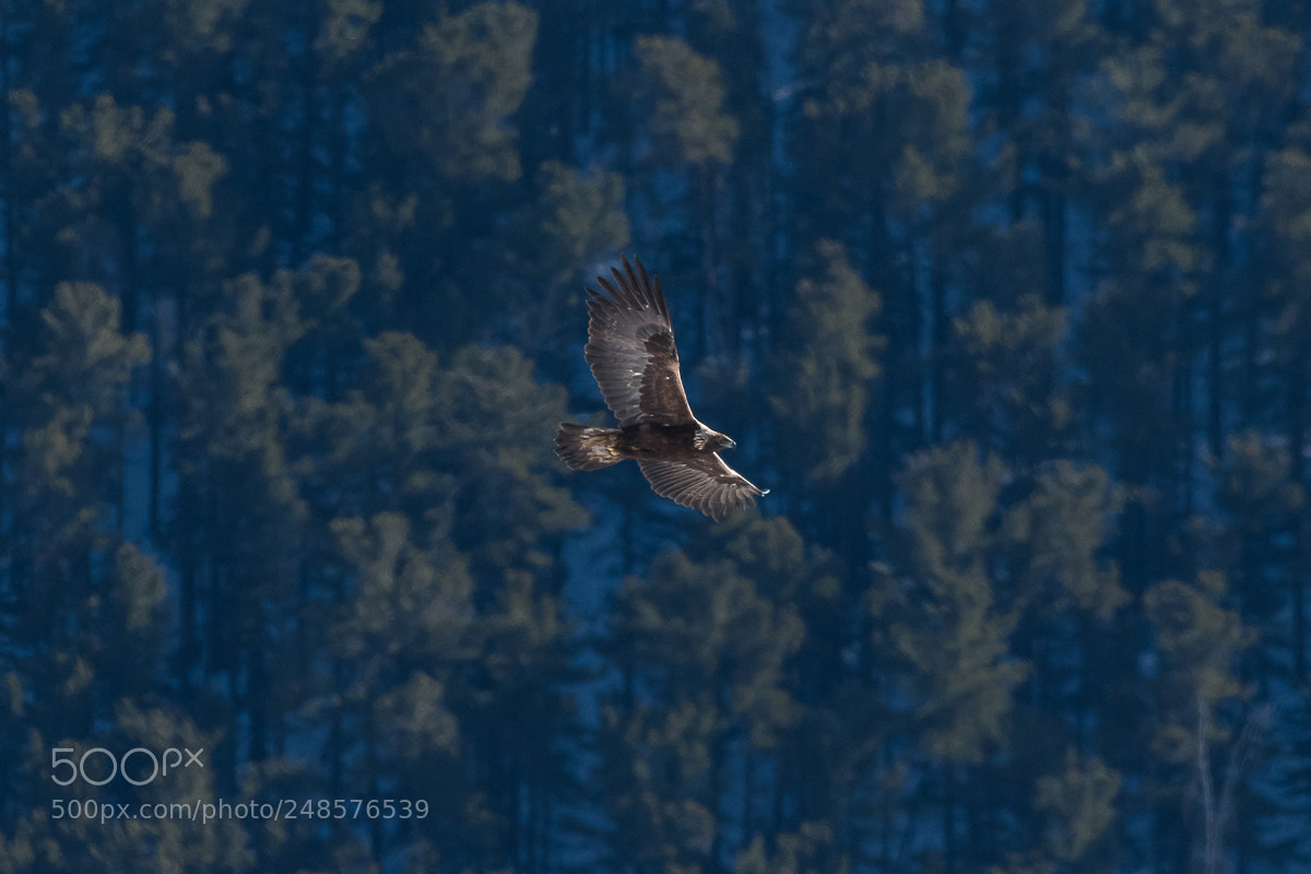 Nikon D500 sample photo. Forest eagle photography