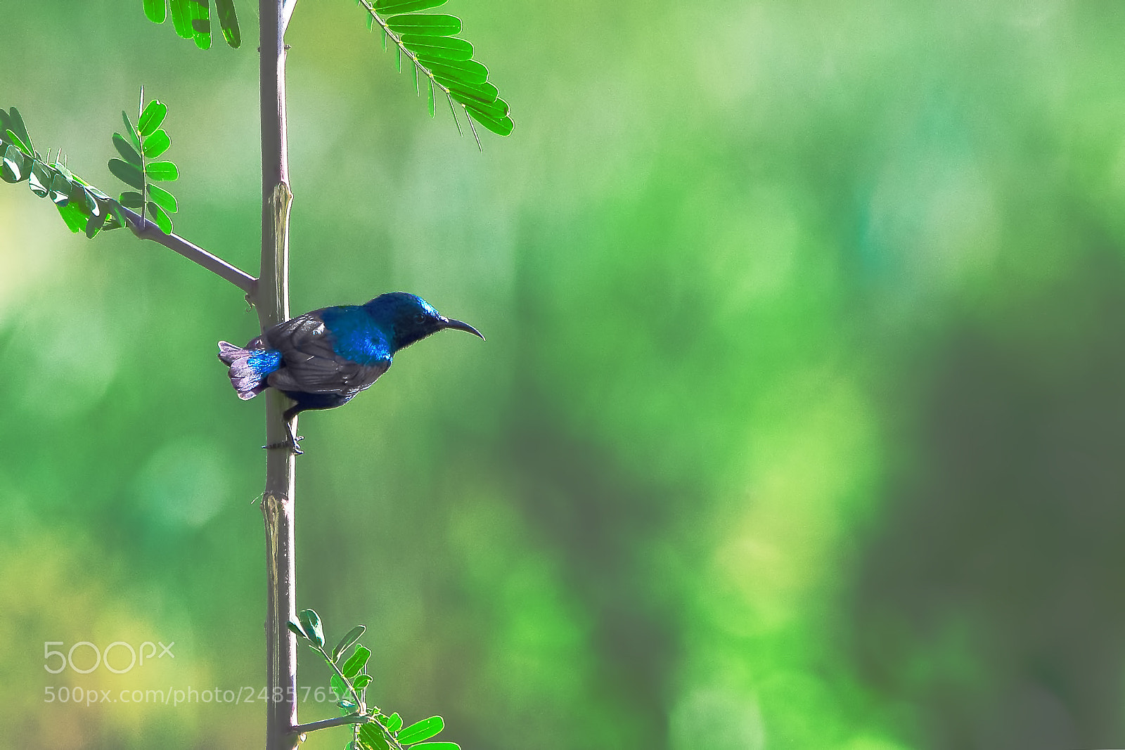 Canon EOS 7D Mark II sample photo. Purple sunbird photography