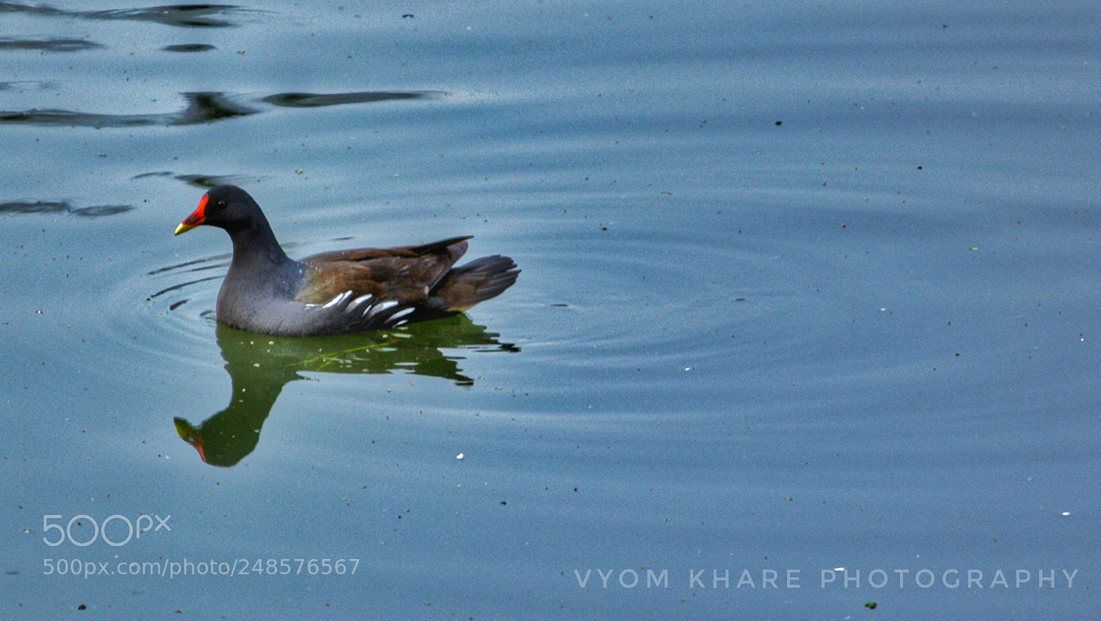 Canon EOS 600D (Rebel EOS T3i / EOS Kiss X5) sample photo. Duck photography