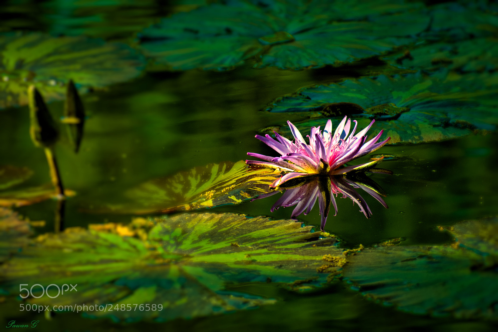 Nikon D3400 sample photo. Reflection photography