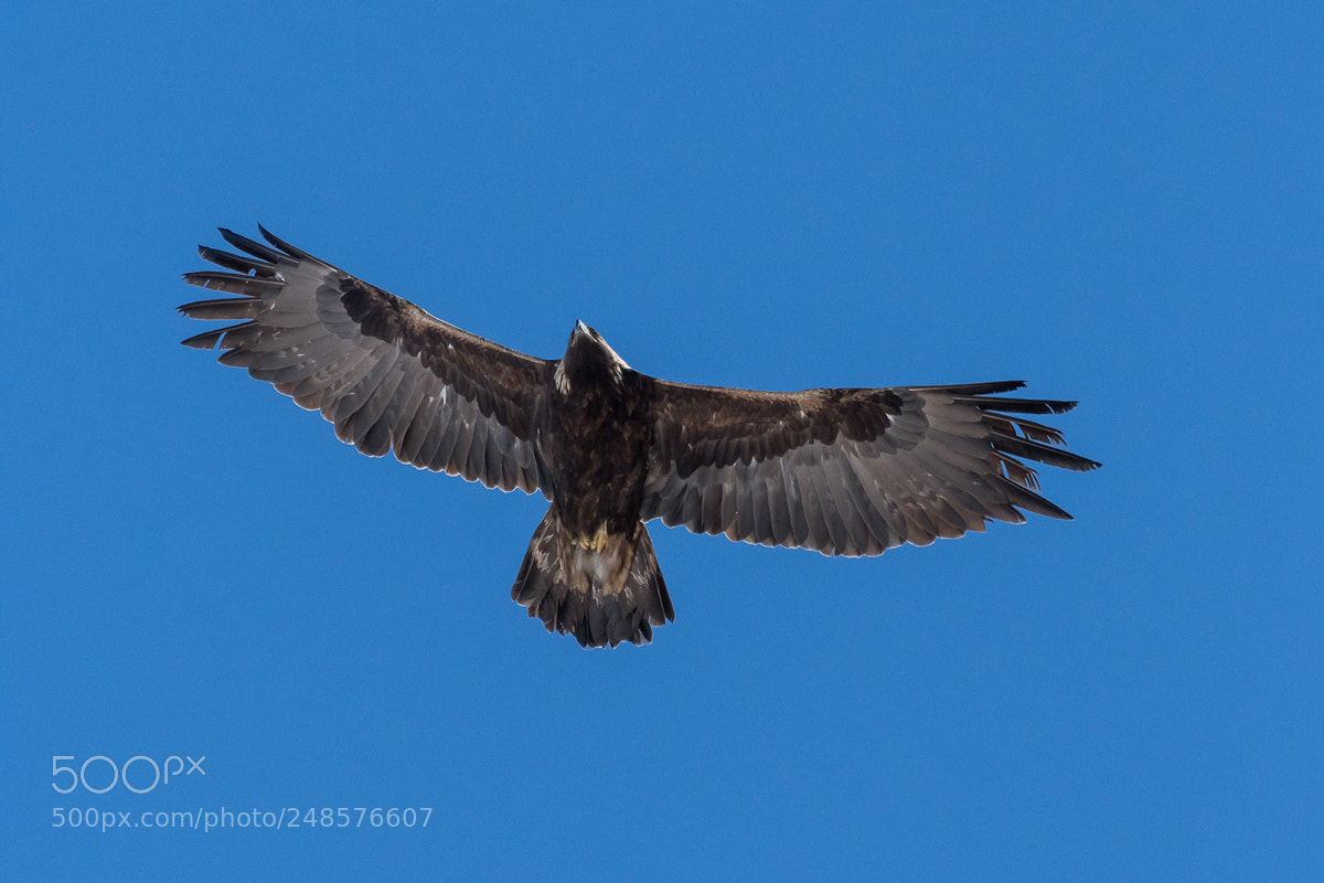 Nikon D500 sample photo. Forest eagle photography