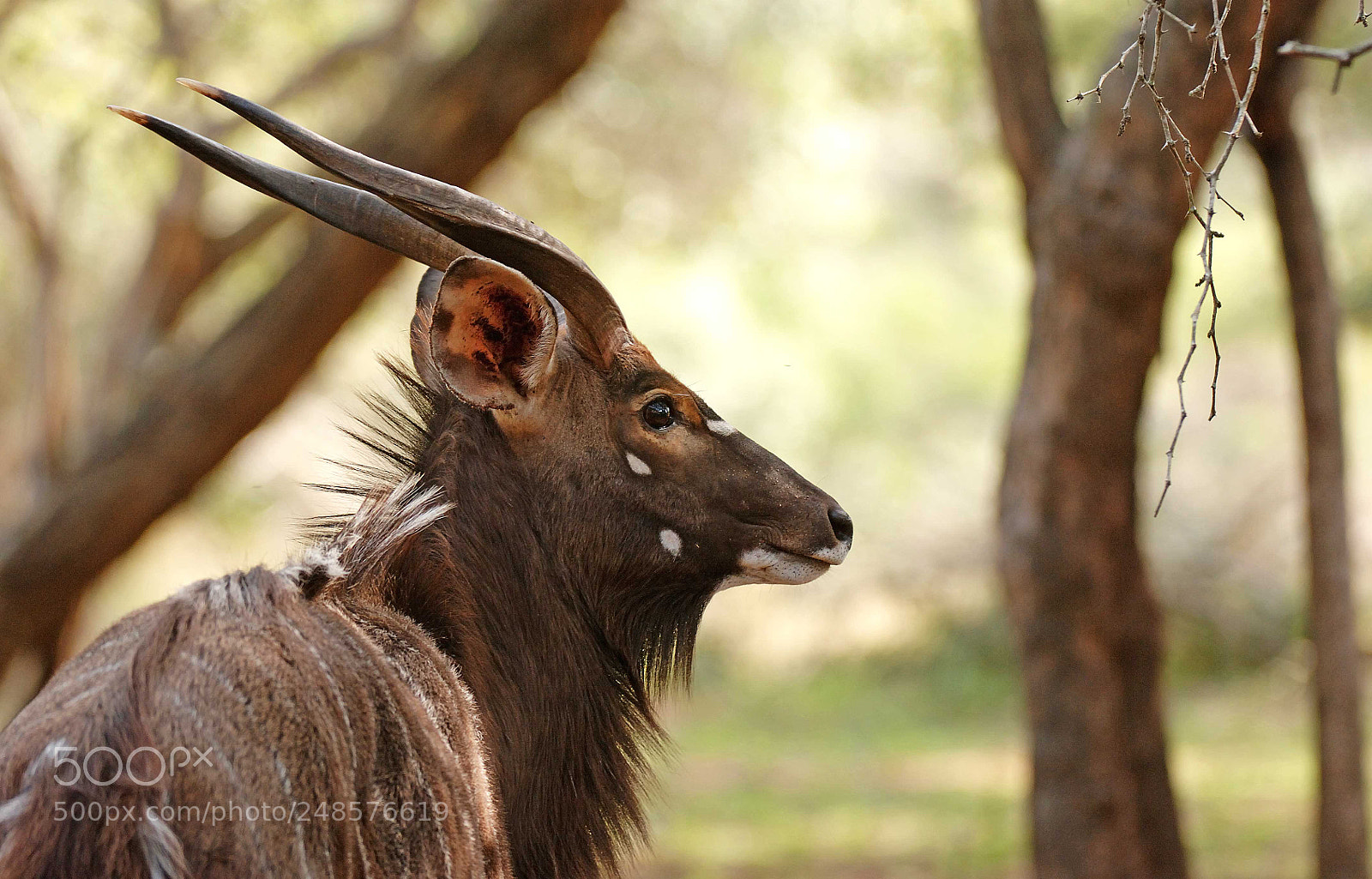 Nikon D2X sample photo. Nyala photography