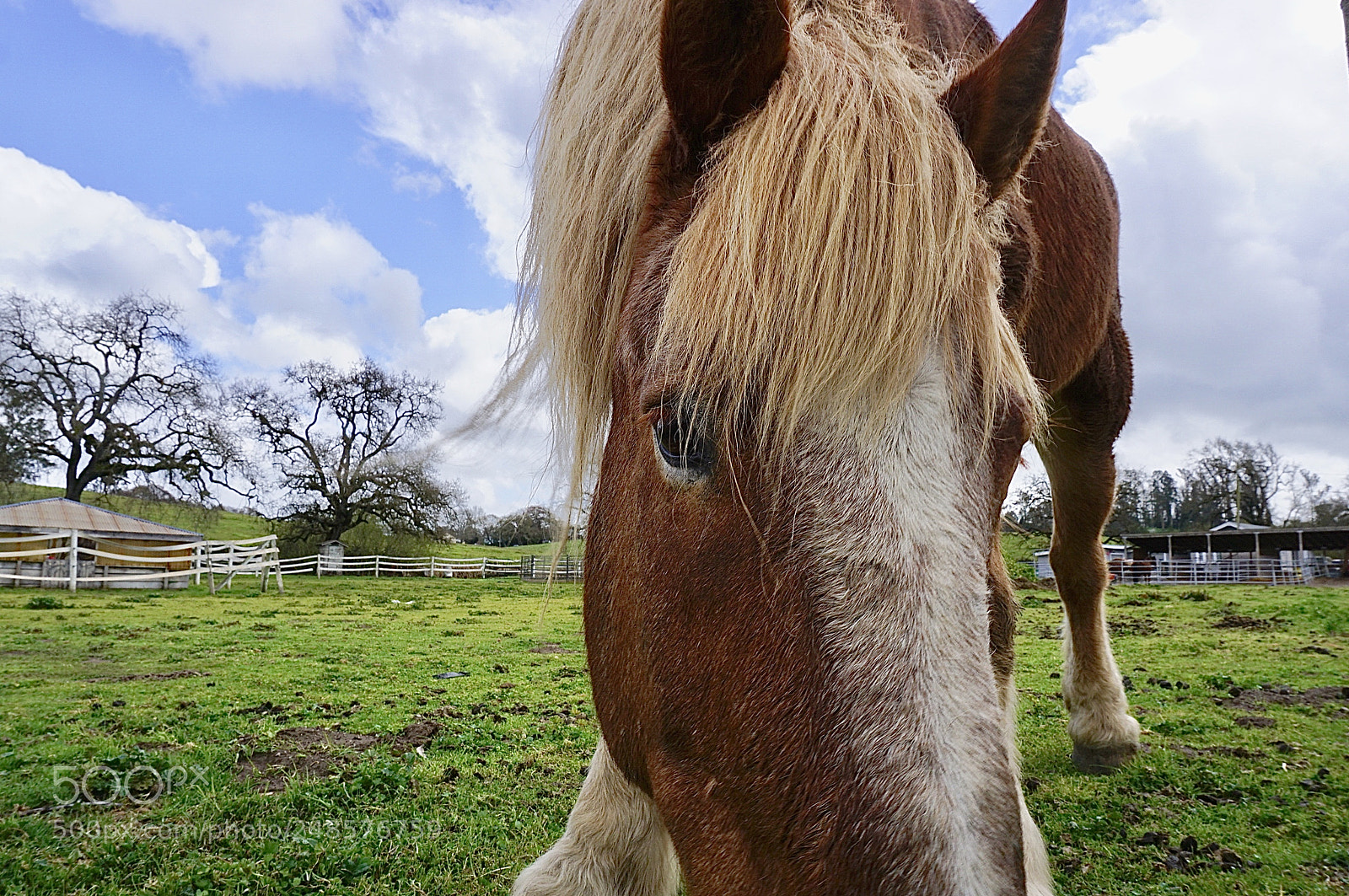 Sony a6000 sample photo. Pasture perfect photography