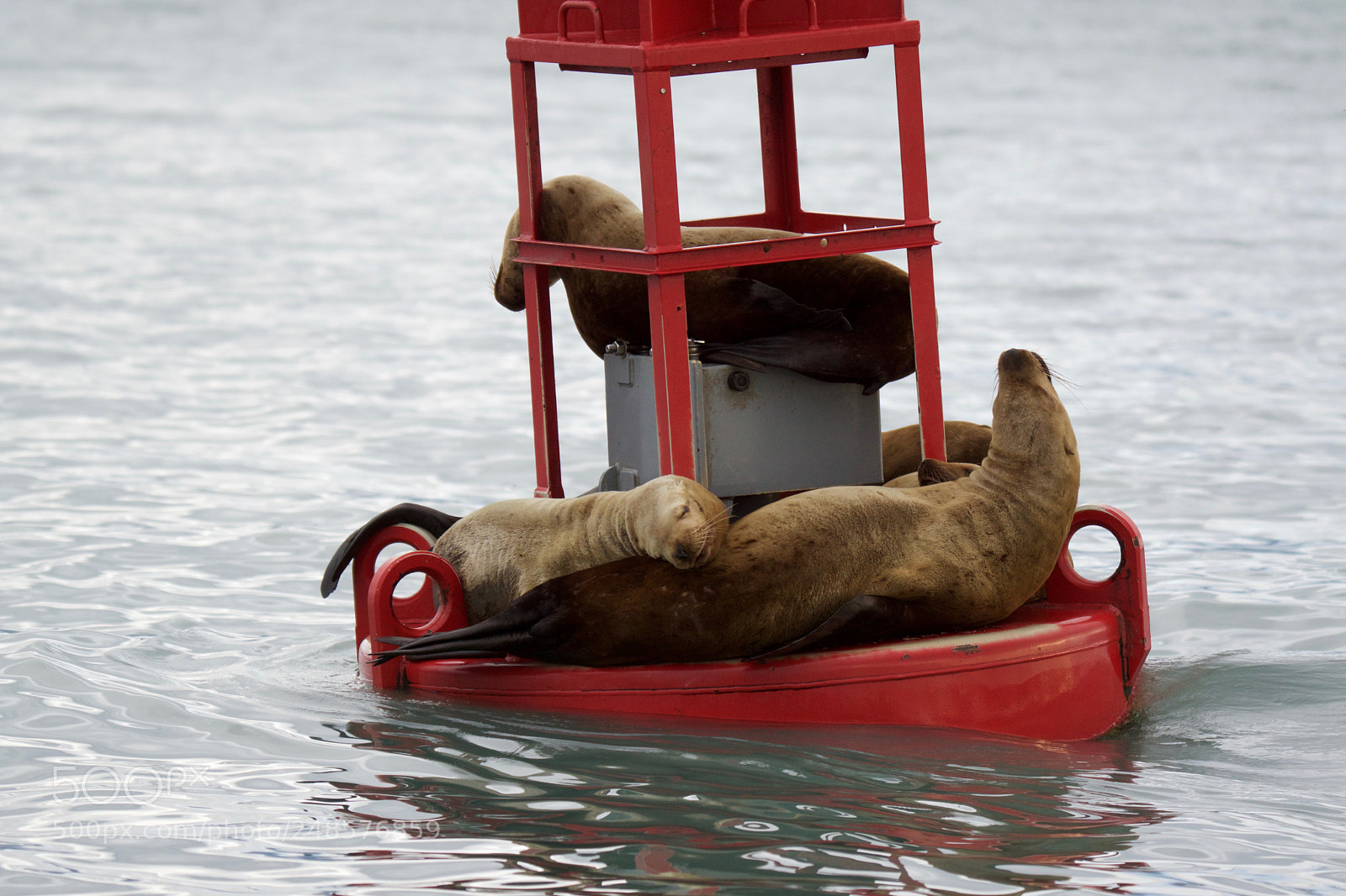 Sony ILCA-77M2 sample photo. Young male sea lions photography