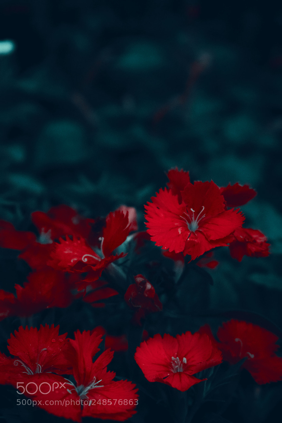 Nikon D5300 sample photo. Colours of love photography