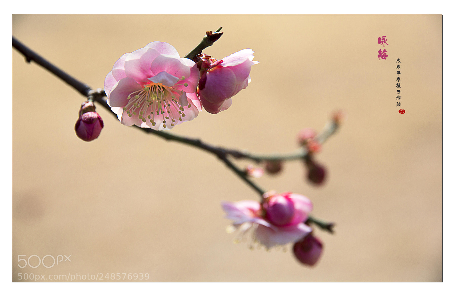 Canon EOS 60D sample photo. 咏梅 photography