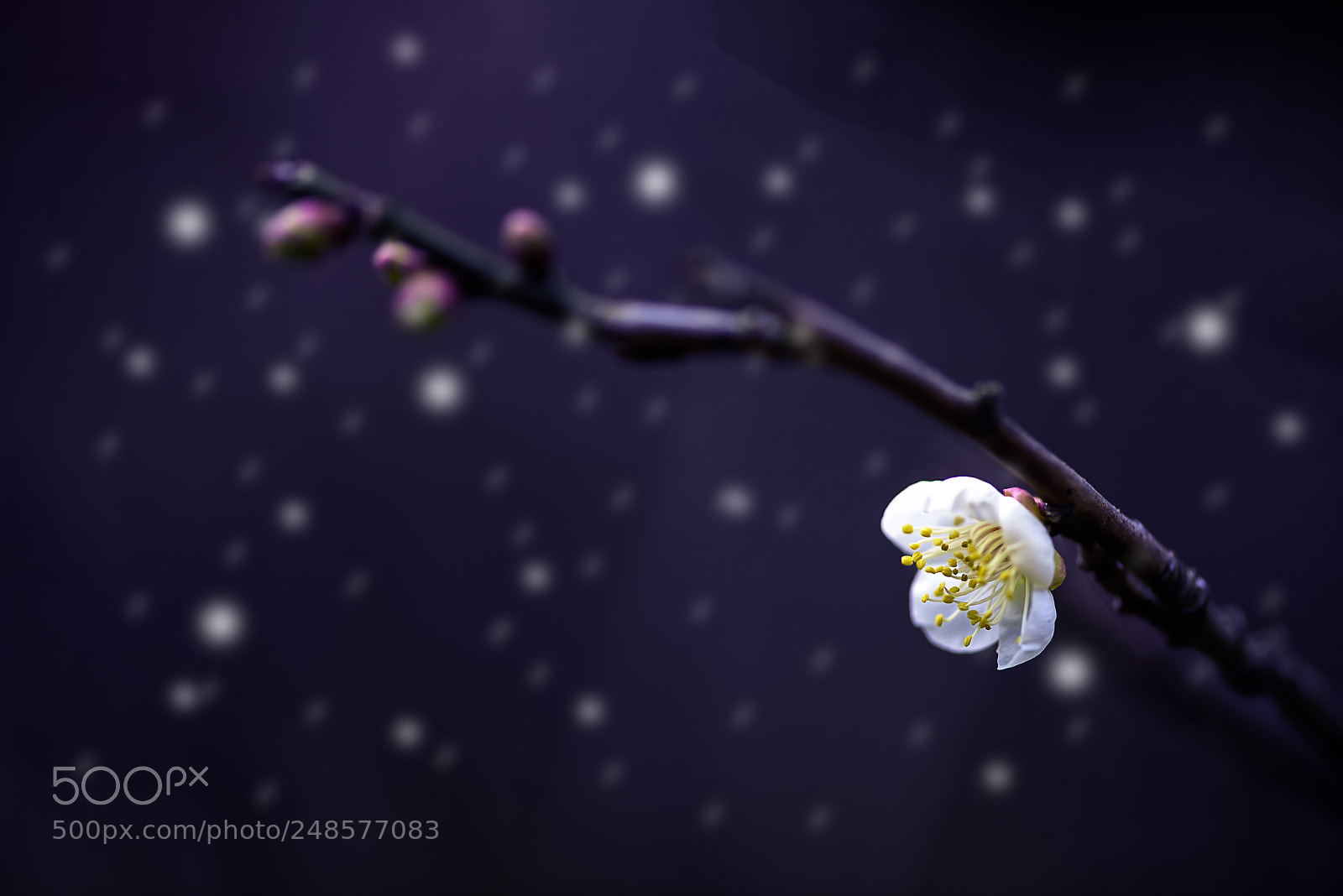Nikon D810 sample photo. Plum blossoms photography