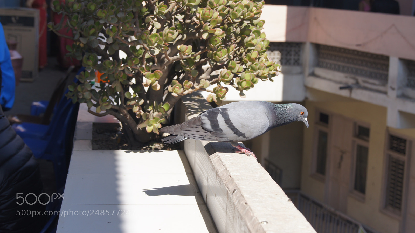 Sony SLT-A33 sample photo. Pigeon, ready to fly ! photography