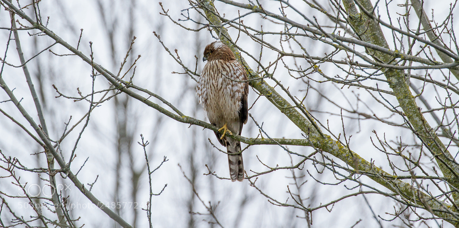 Canon EOS 7D sample photo. Cooper's hawk photography