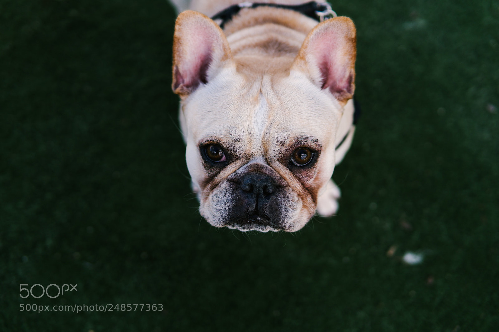 Sony a6500 sample photo. Pugly photography