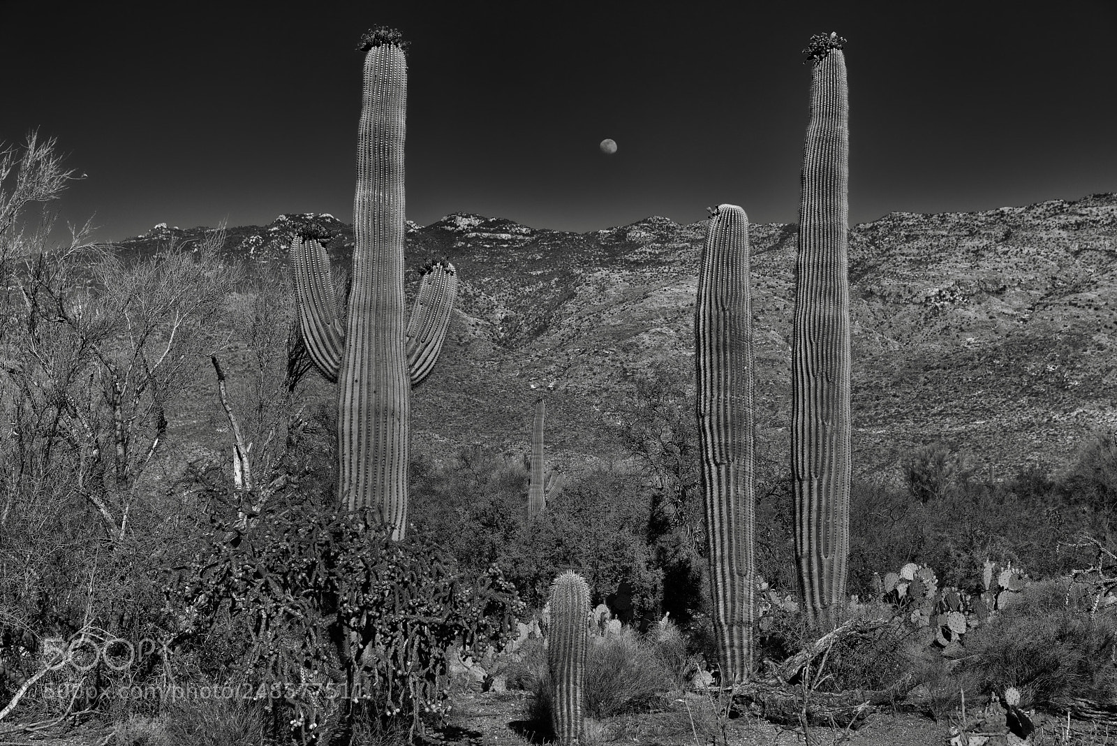 Nikon D800E sample photo. A desert landscape to photography