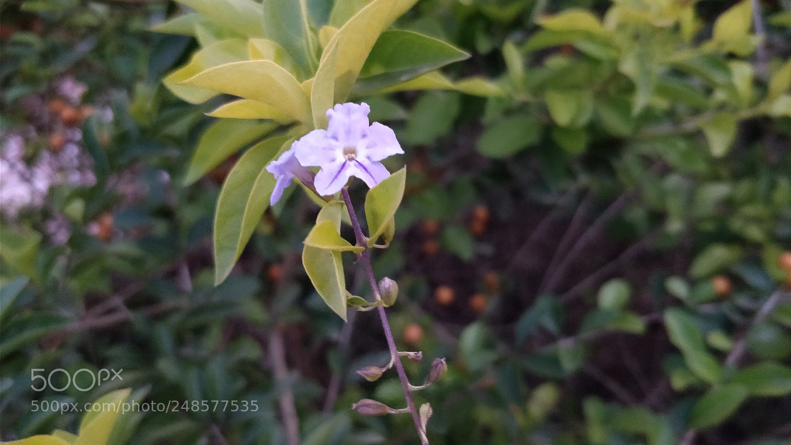 OnePlus 5 sample photo. Untitled photography