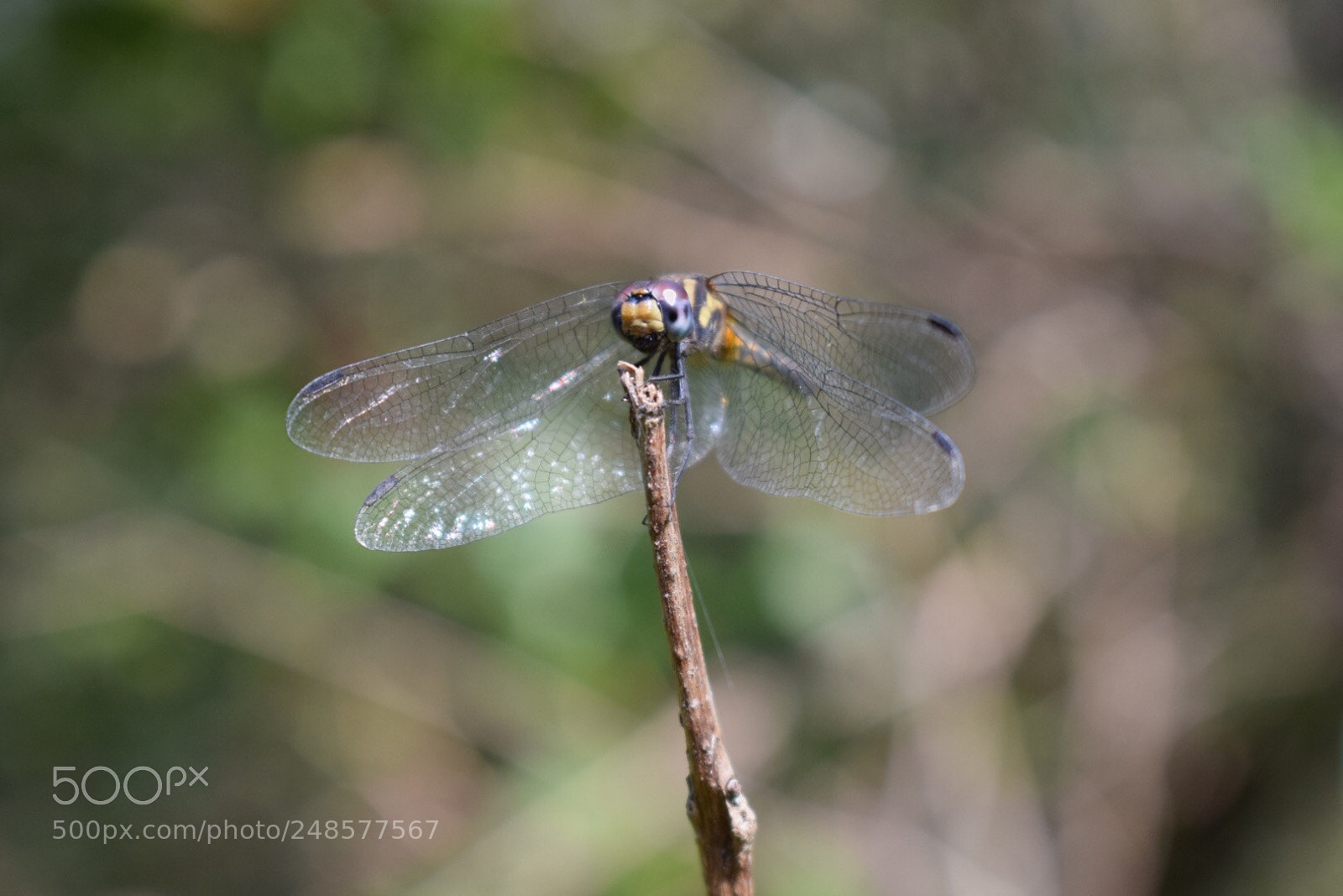 Nikon D5300 sample photo. Delicacy! photography