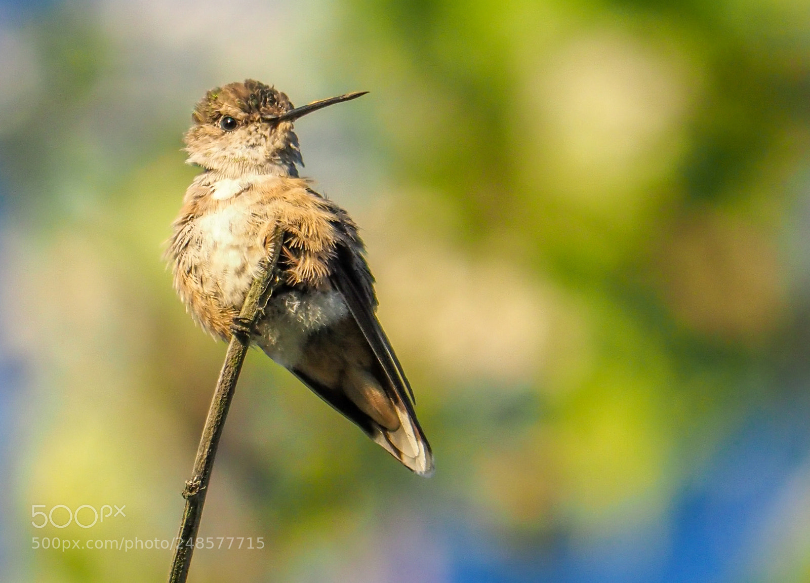 Olympus OM-D E-M1 Mark II sample photo. Hummingbird photography