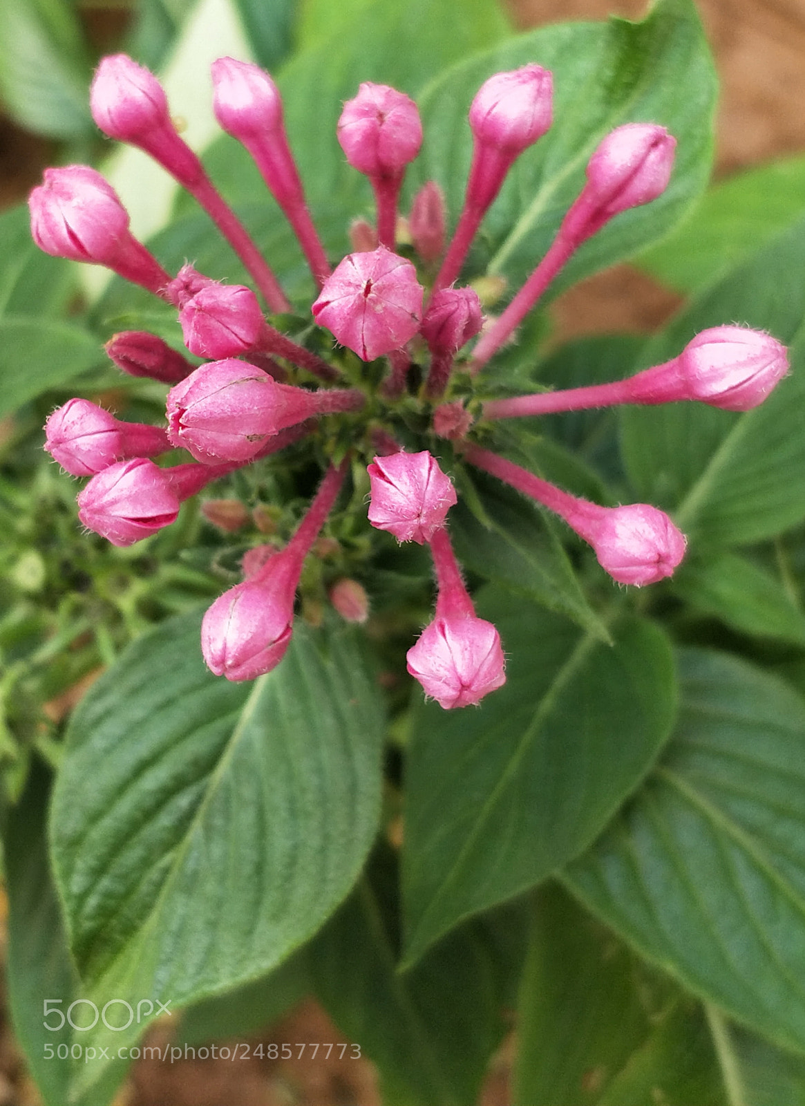 OnePlus 5 sample photo. Untitled photography