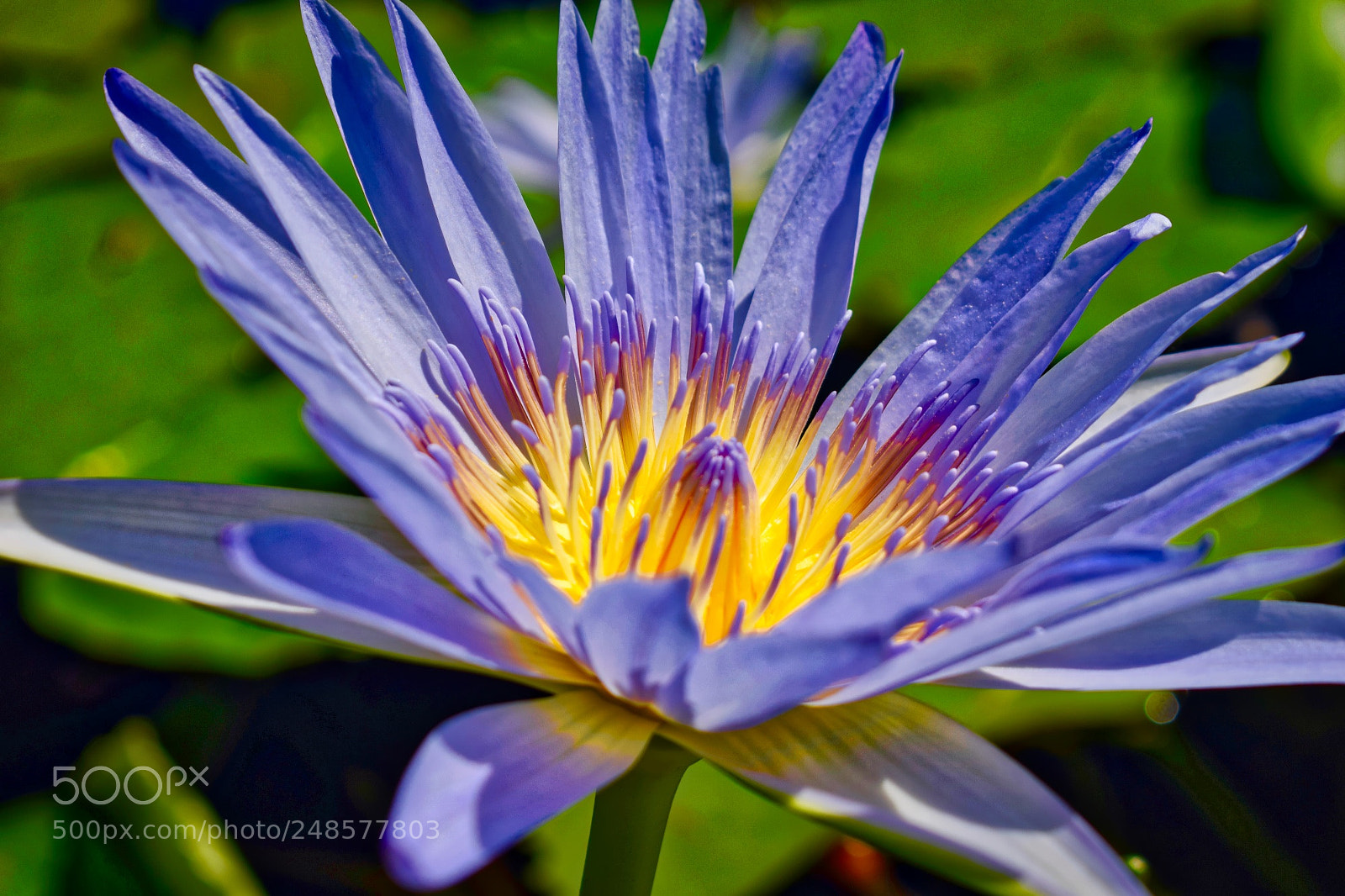 Nikon D5300 sample photo. Tropical water lily photography