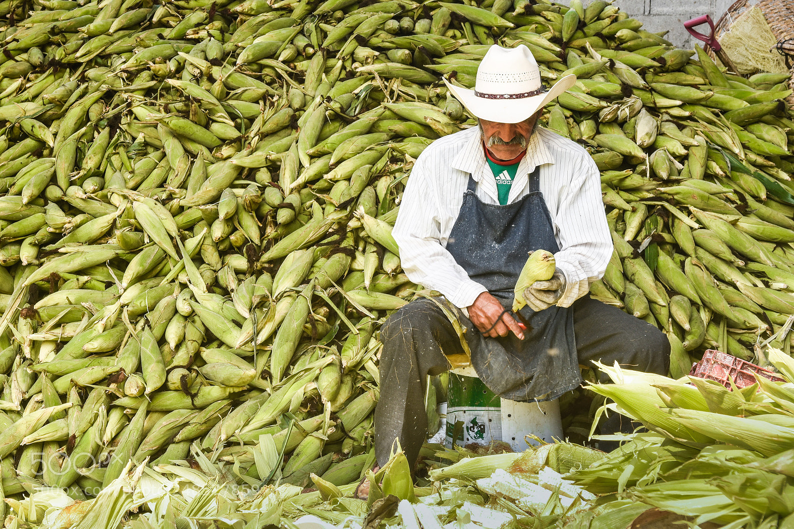 Nikon D7200 sample photo. Corn harvest photography