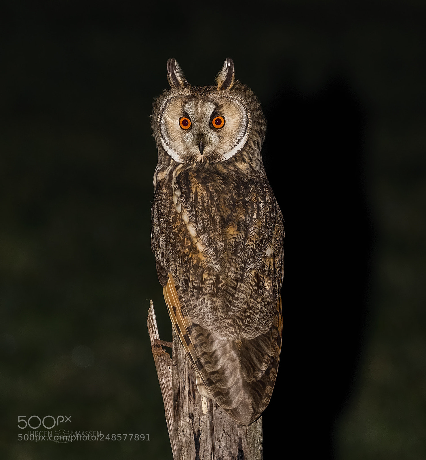 Canon EOS 7D Mark II sample photo. Long-eared owl. photography