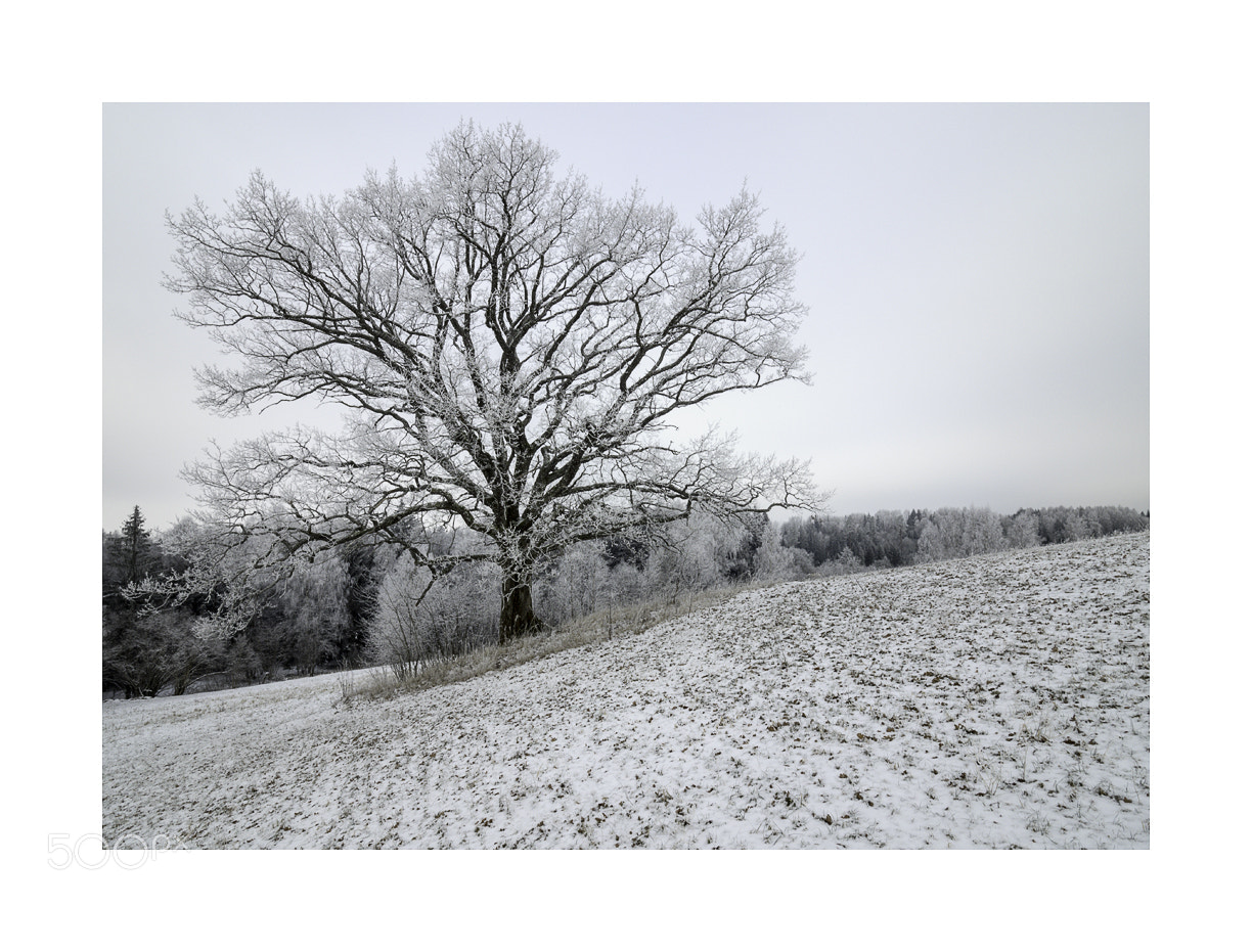 Olympus OM-D E-M1 sample photo. Legacy of the frozen photography