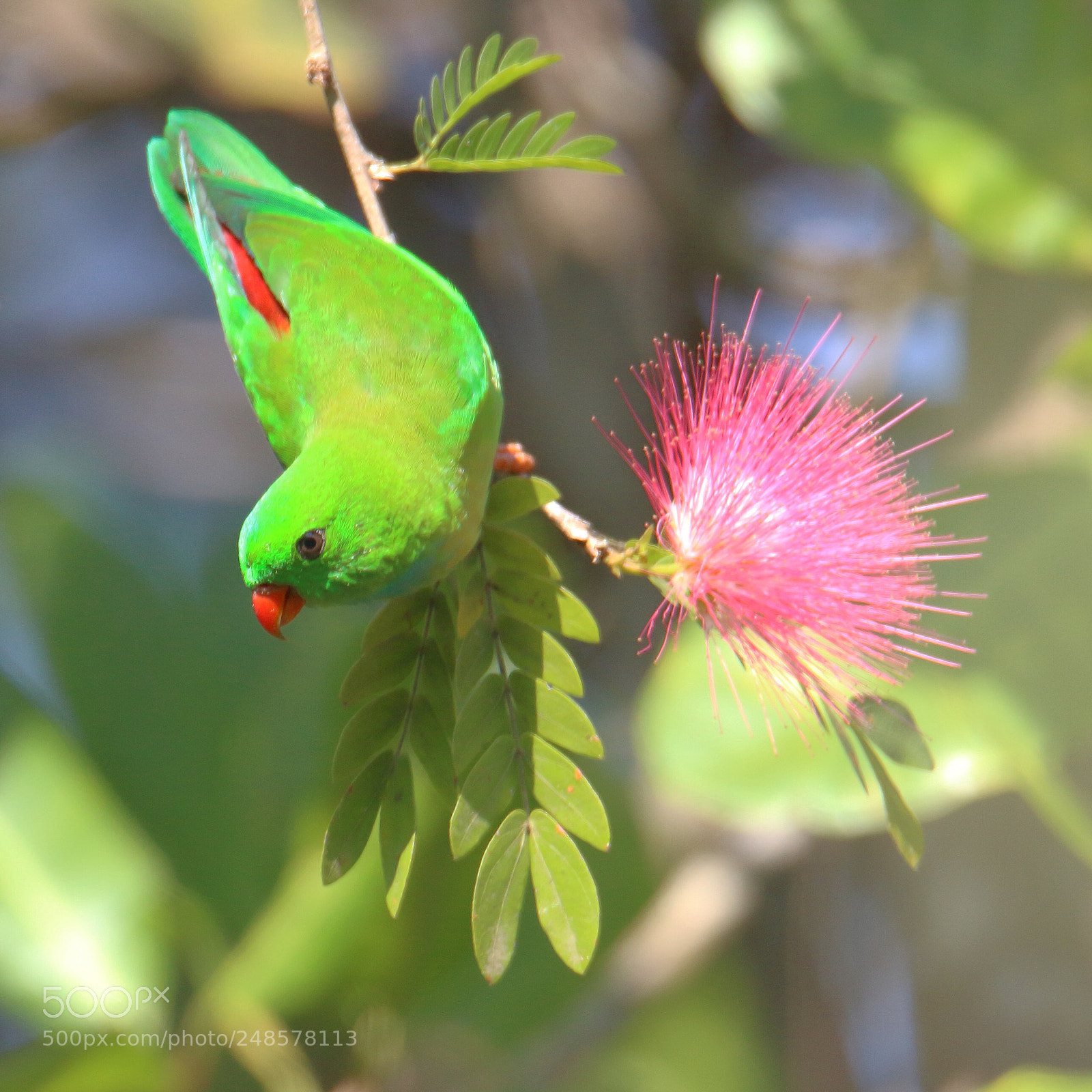 Canon EOS 1200D (EOS Rebel T5 / EOS Kiss X70 / EOS Hi) sample photo. Vernal hanging parrot photography