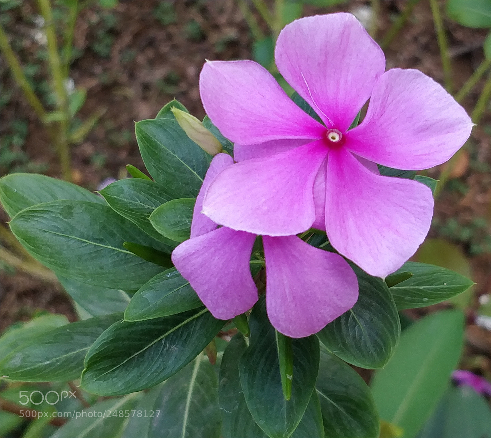 OnePlus 5 sample photo. Periwinkle photography
