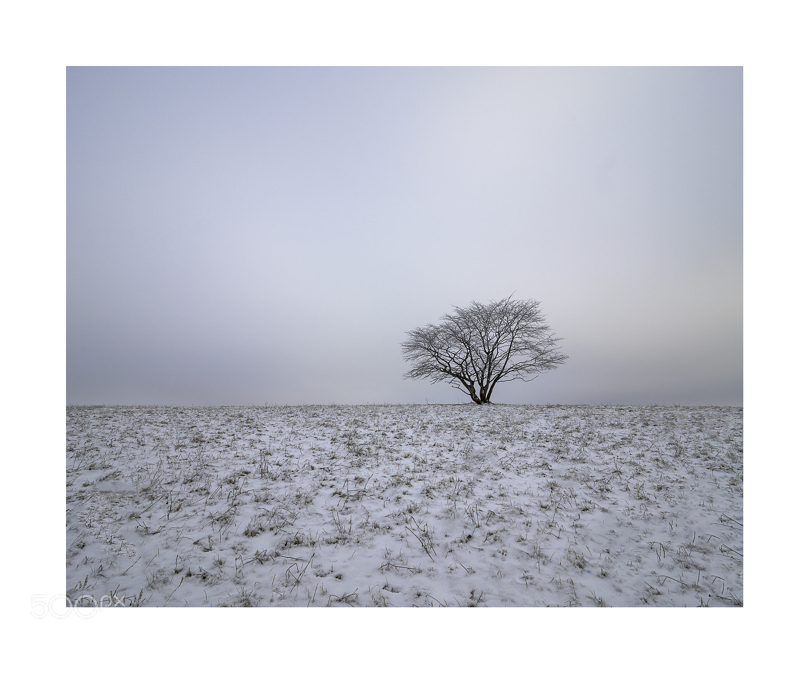 Olympus OM-D E-M1 sample photo. Winter savannah photography
