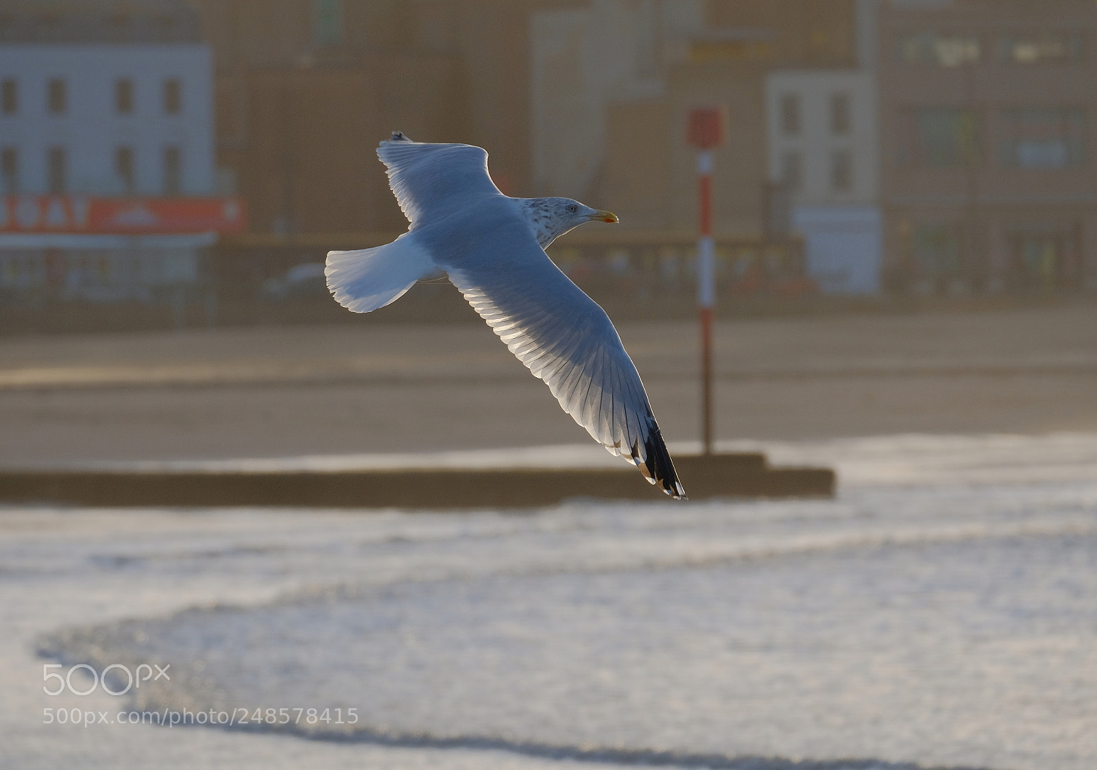 Fujifilm X-T2 sample photo. Gull patrolling photography