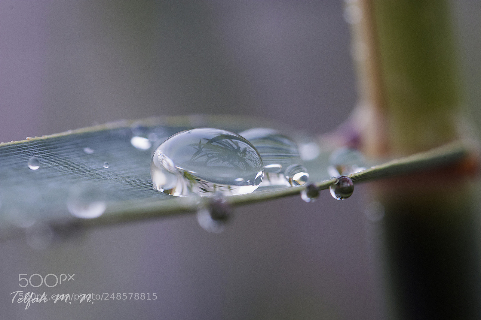 Canon EOS 80D sample photo. Dewdrops photography