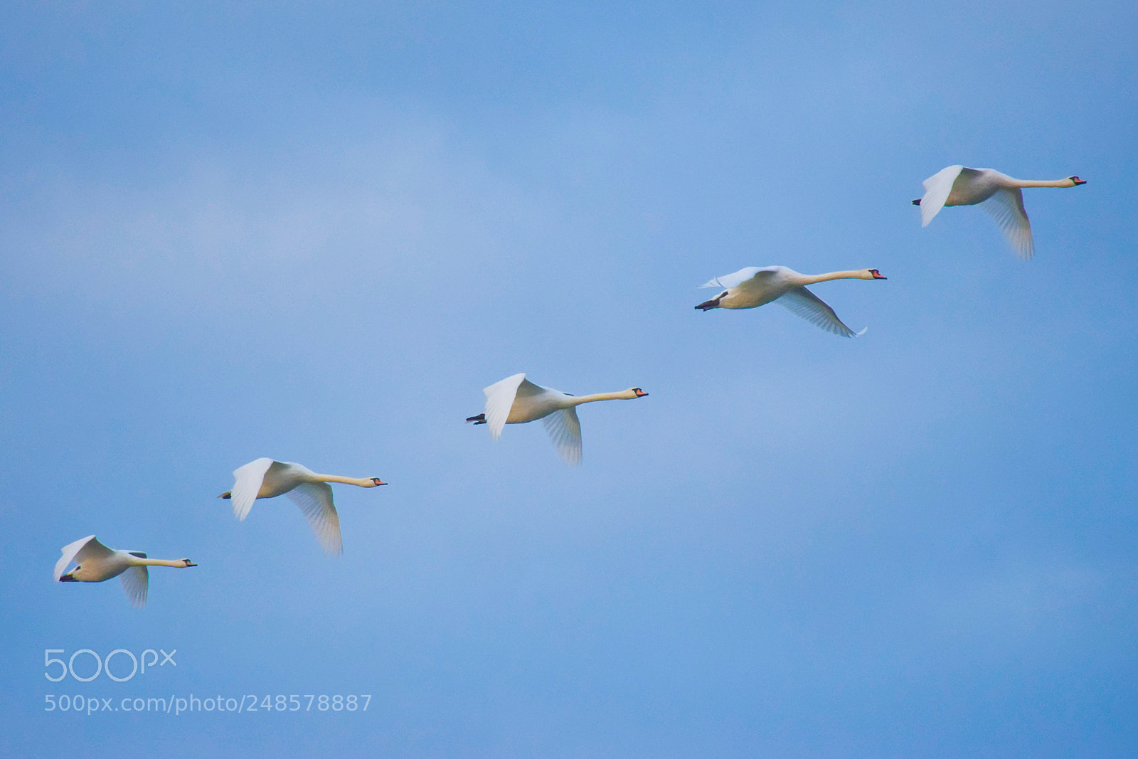 Nikon D5300 sample photo. Flying formation photography