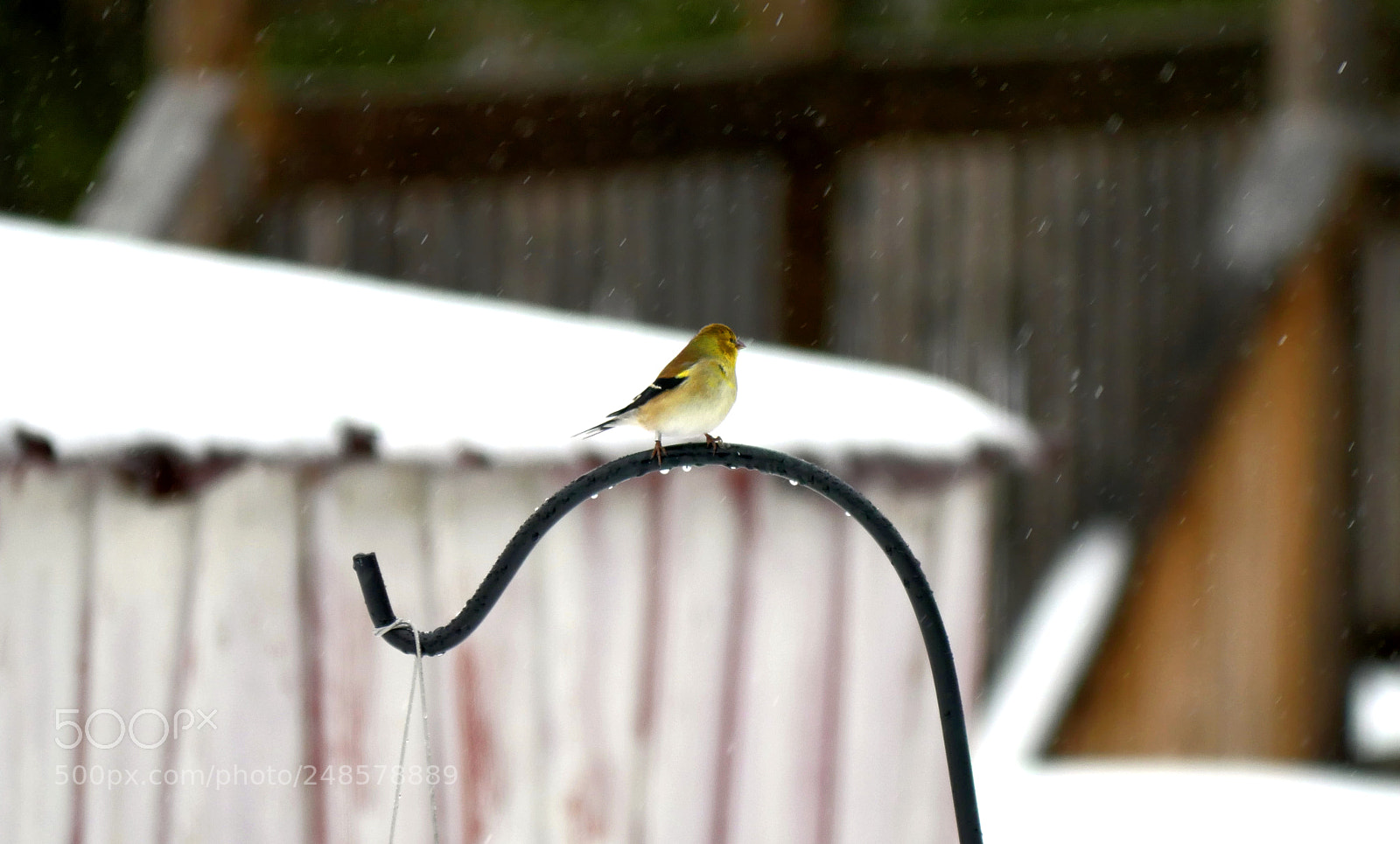 Panasonic Lumix DMC-GX8 sample photo. American goldfinch (female) photography