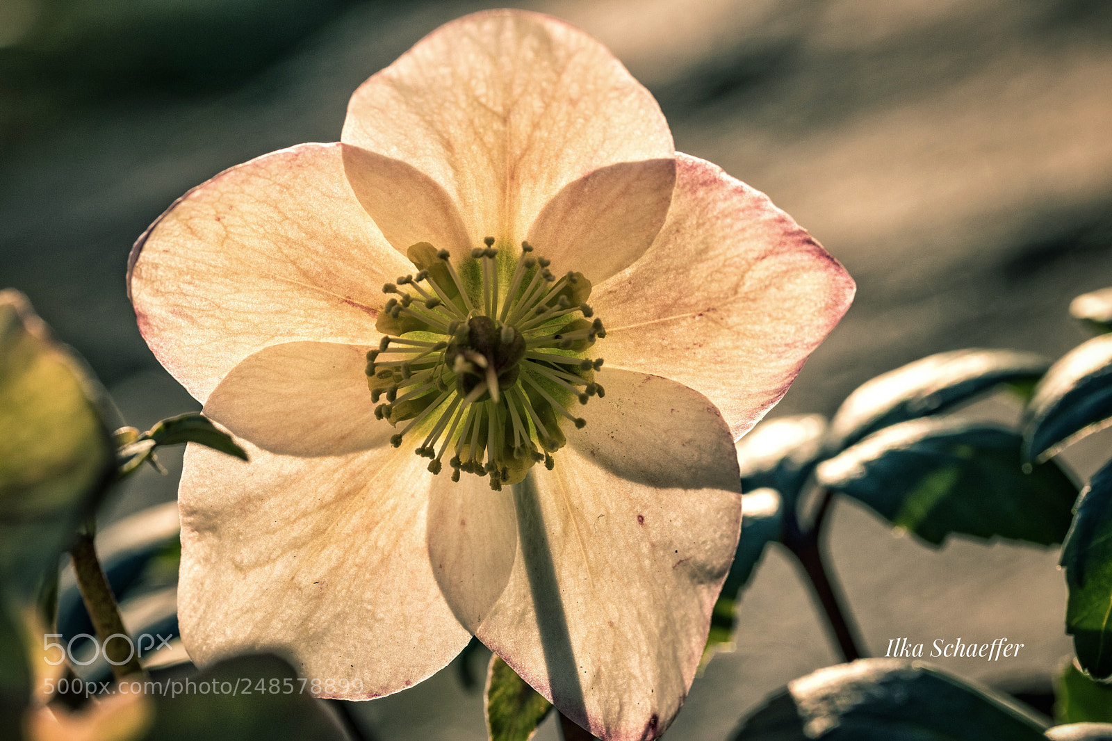 Canon EOS 80D sample photo. Schneerose im gegenlicht  photography