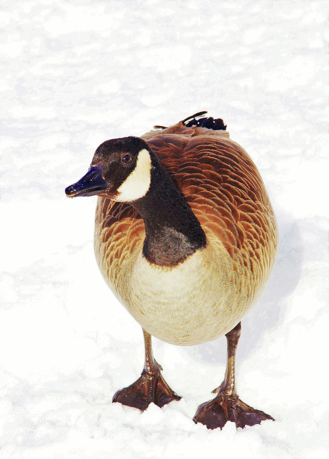 Canon EOS 60D sample photo. Snow guest -- 雪贵人 photography