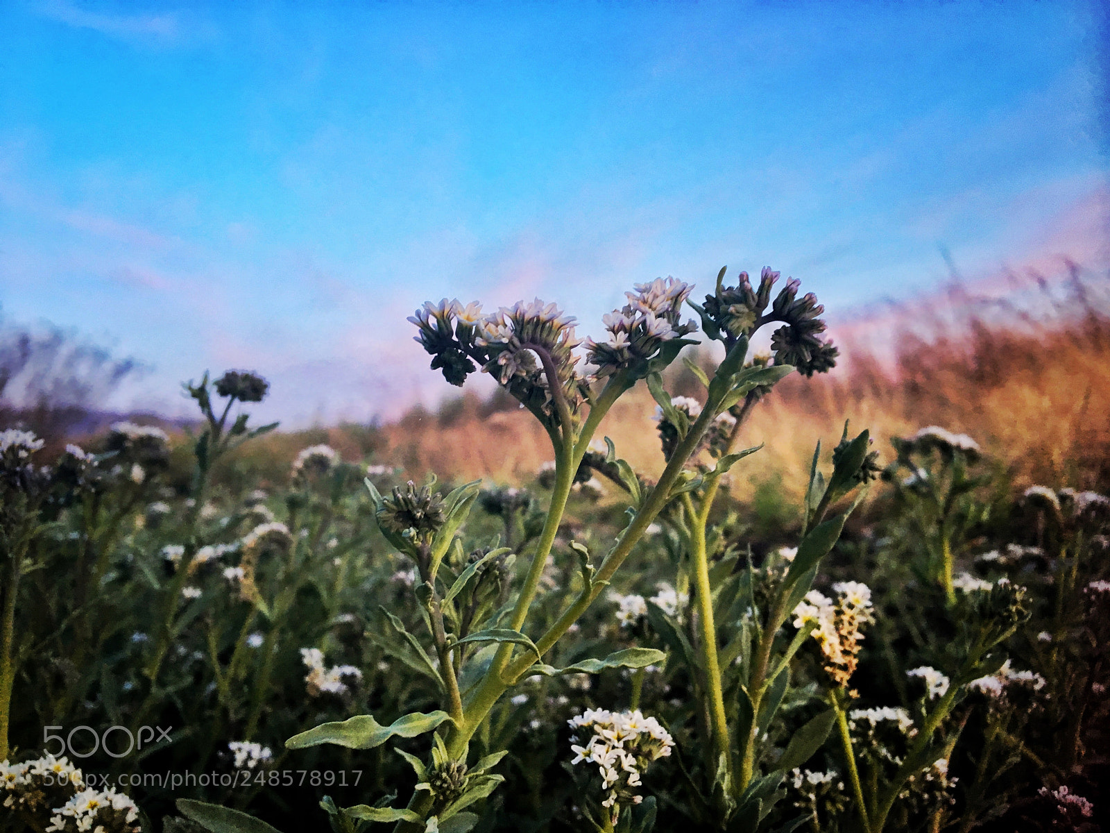 Apple iPhone 6s sample photo. Spring flowers death valley photography