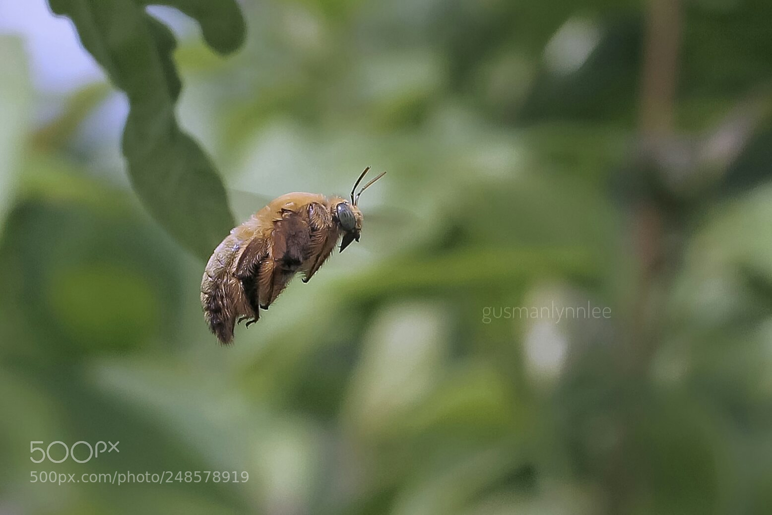 Canon EOS 1100D (EOS Rebel T3 / EOS Kiss X50) sample photo. Carpenter bee photography