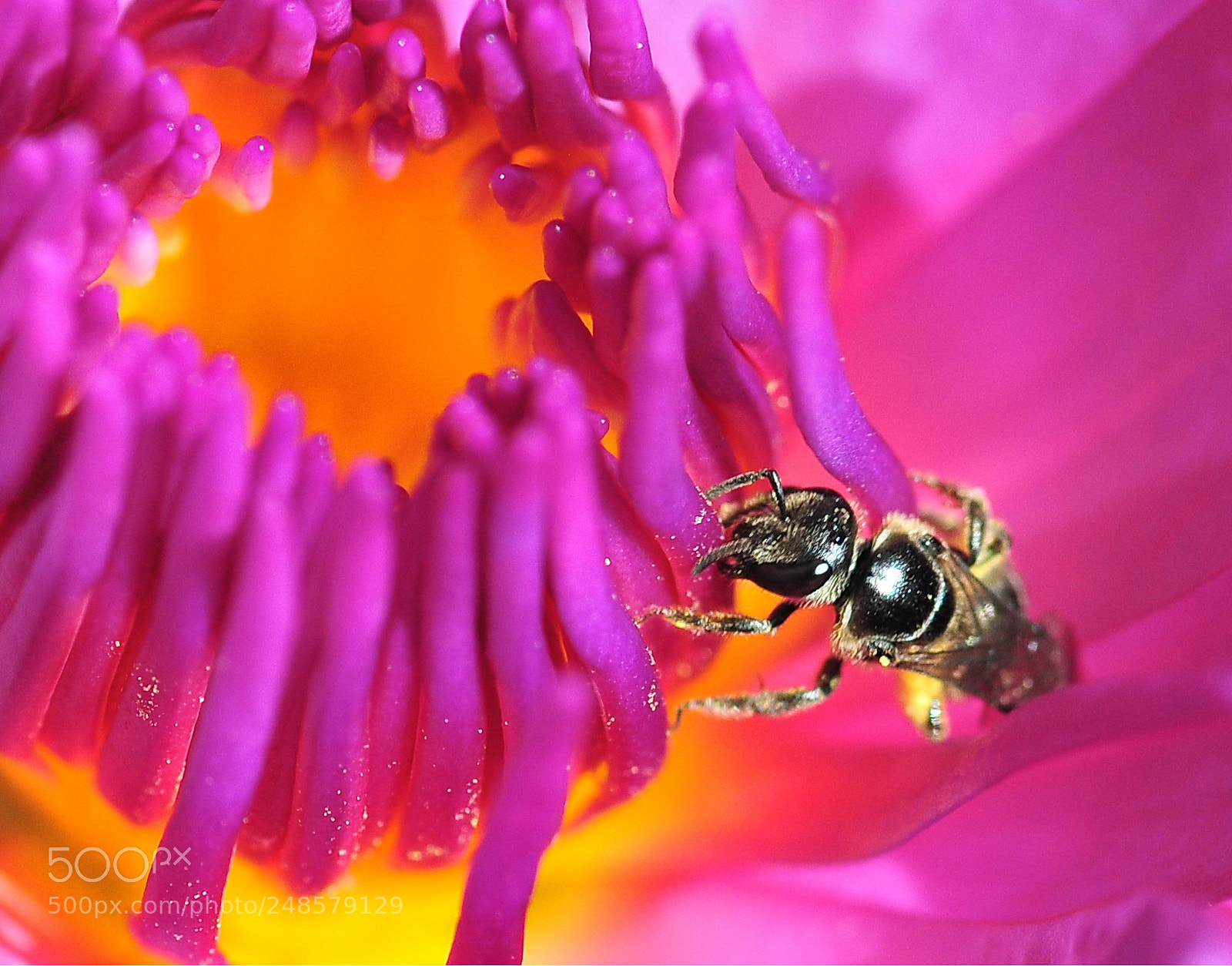 Nikon D300 sample photo. In the water lily photography